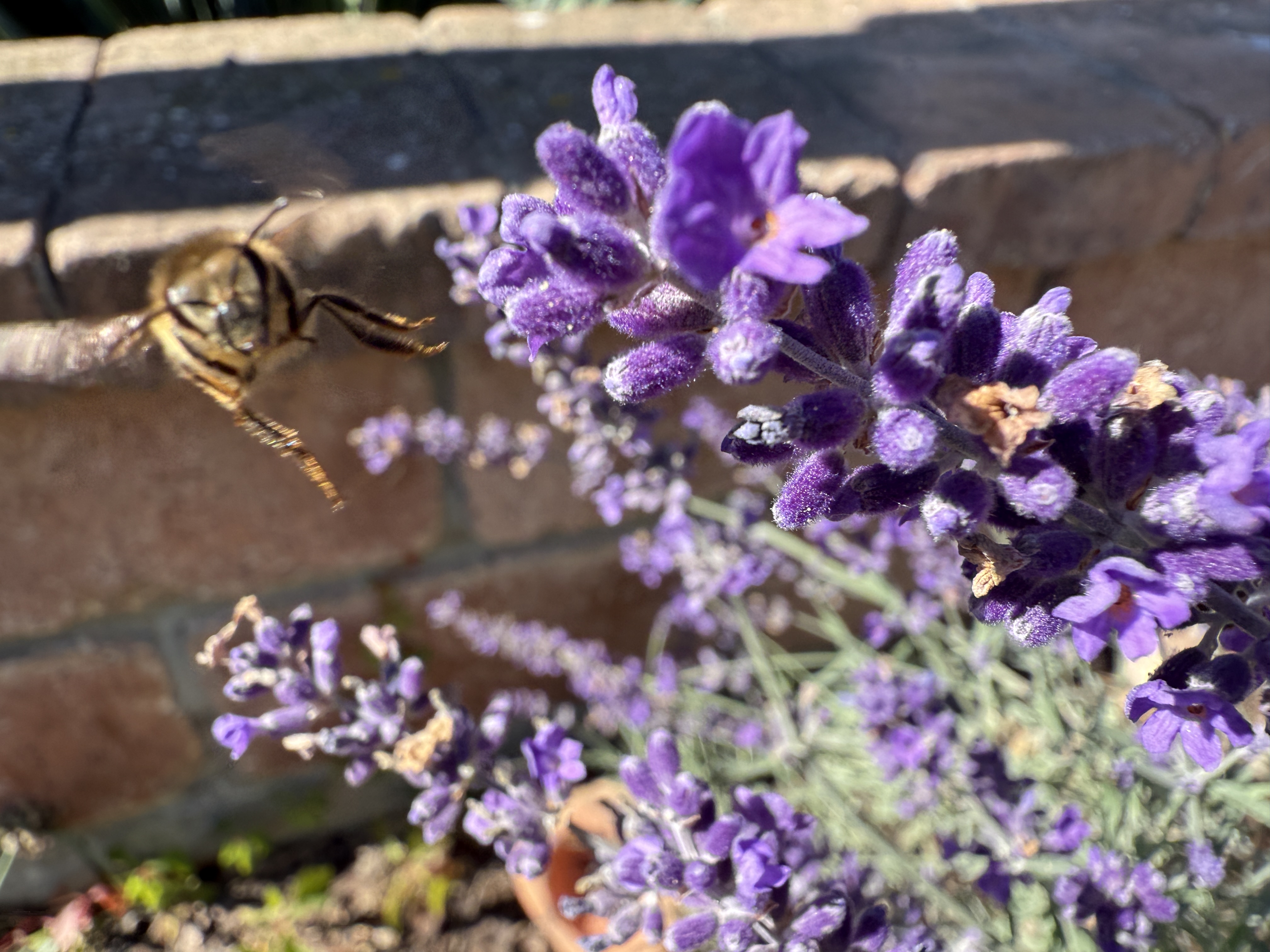 bee near lavender flowers