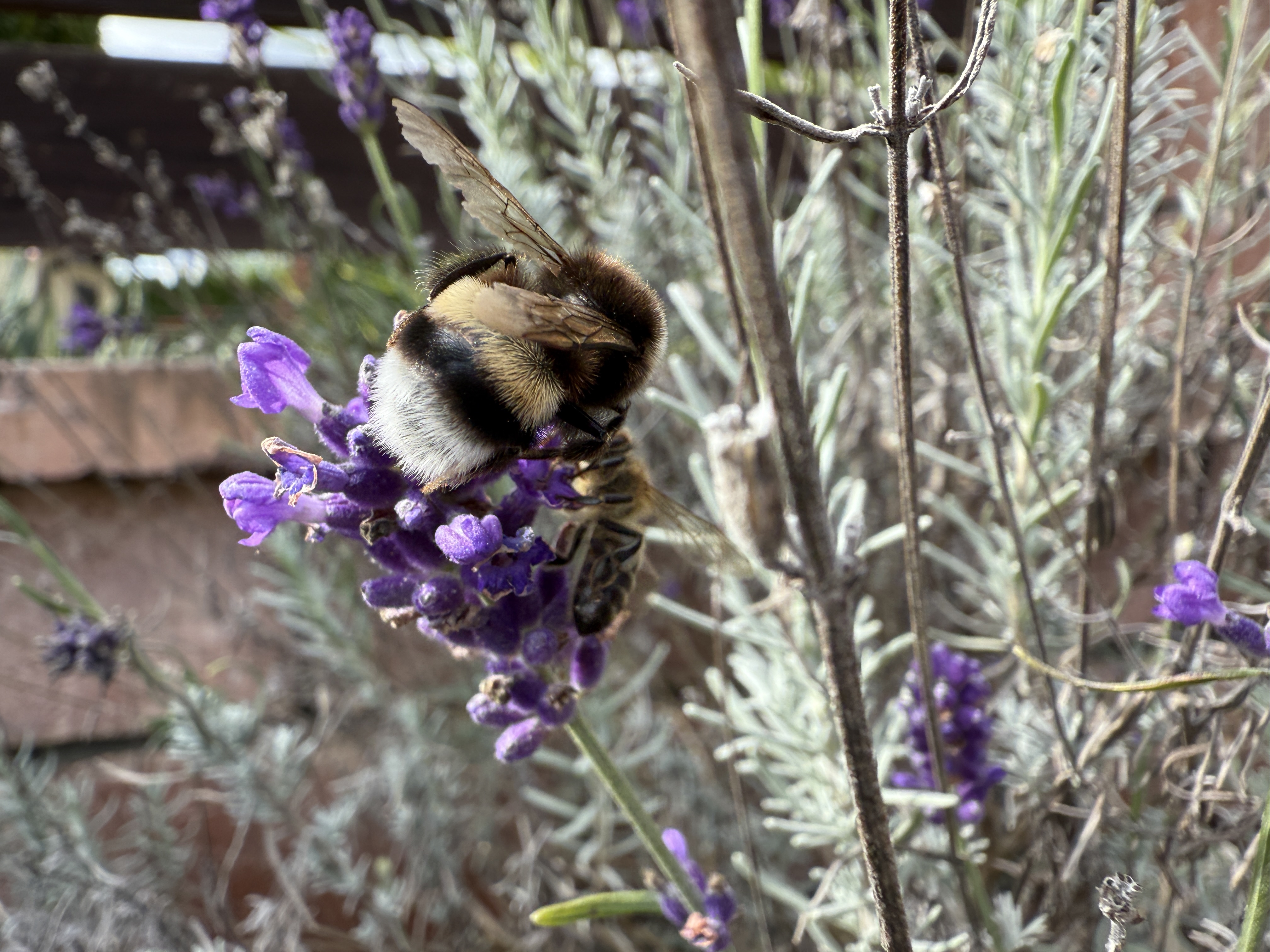 bumblebee on lavender