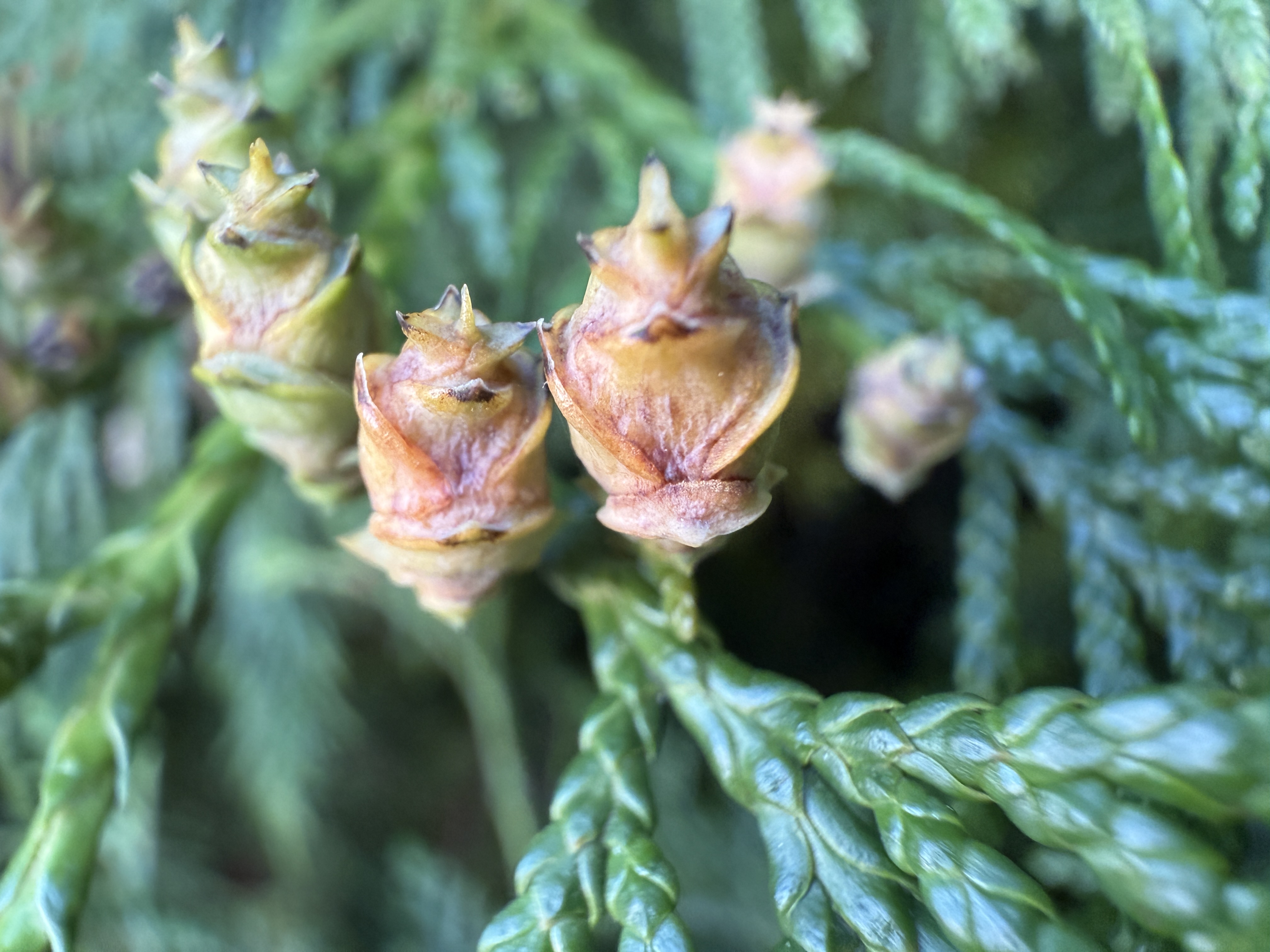 closeup of plant buds