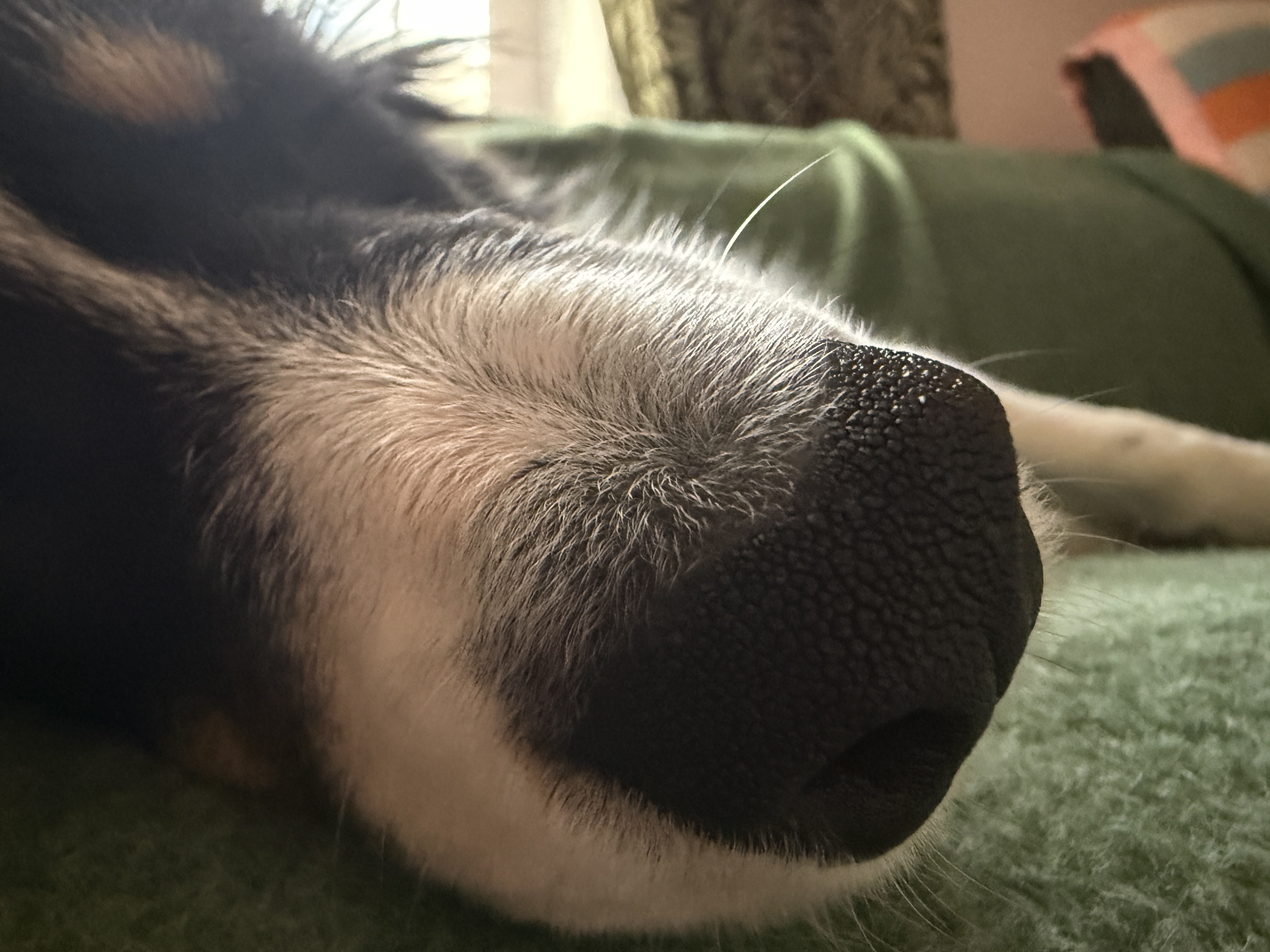 dog nose closeup
