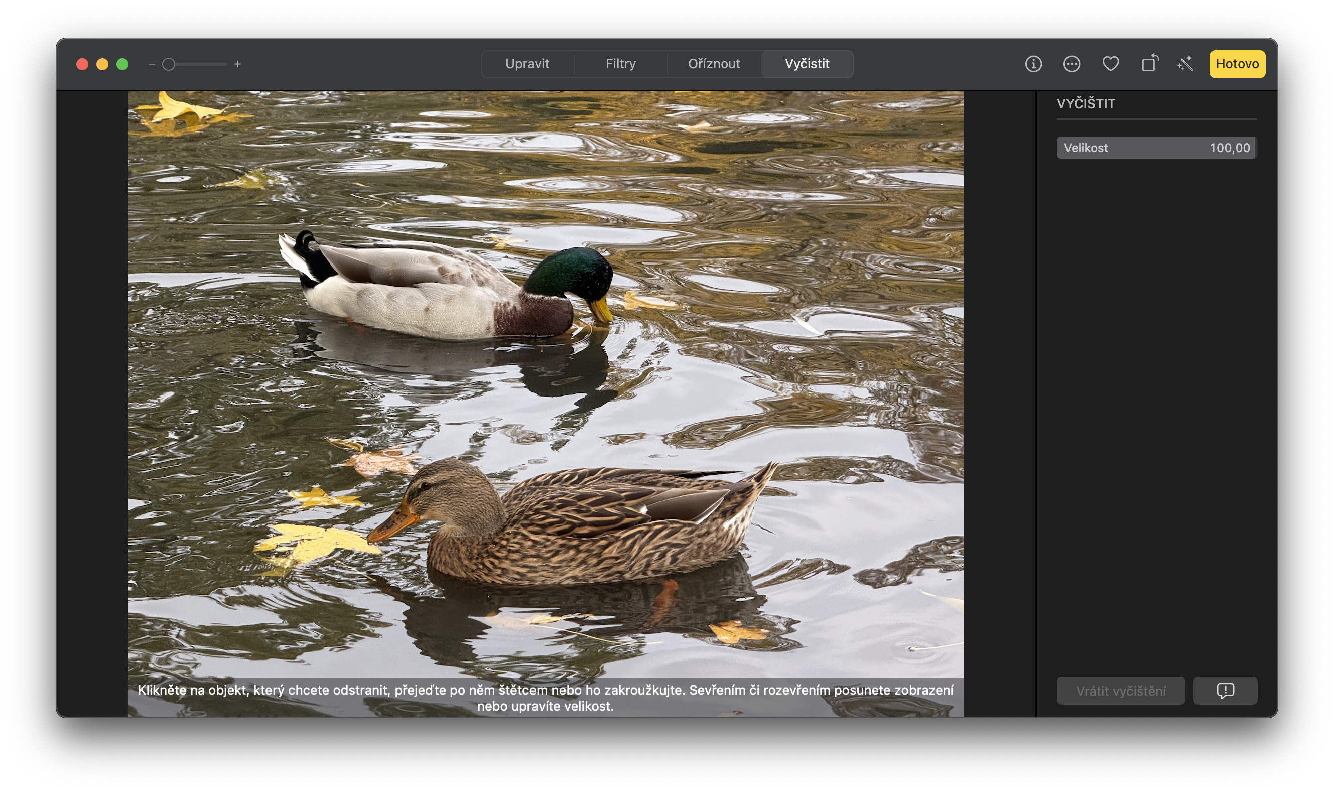 ducks swimming in pond