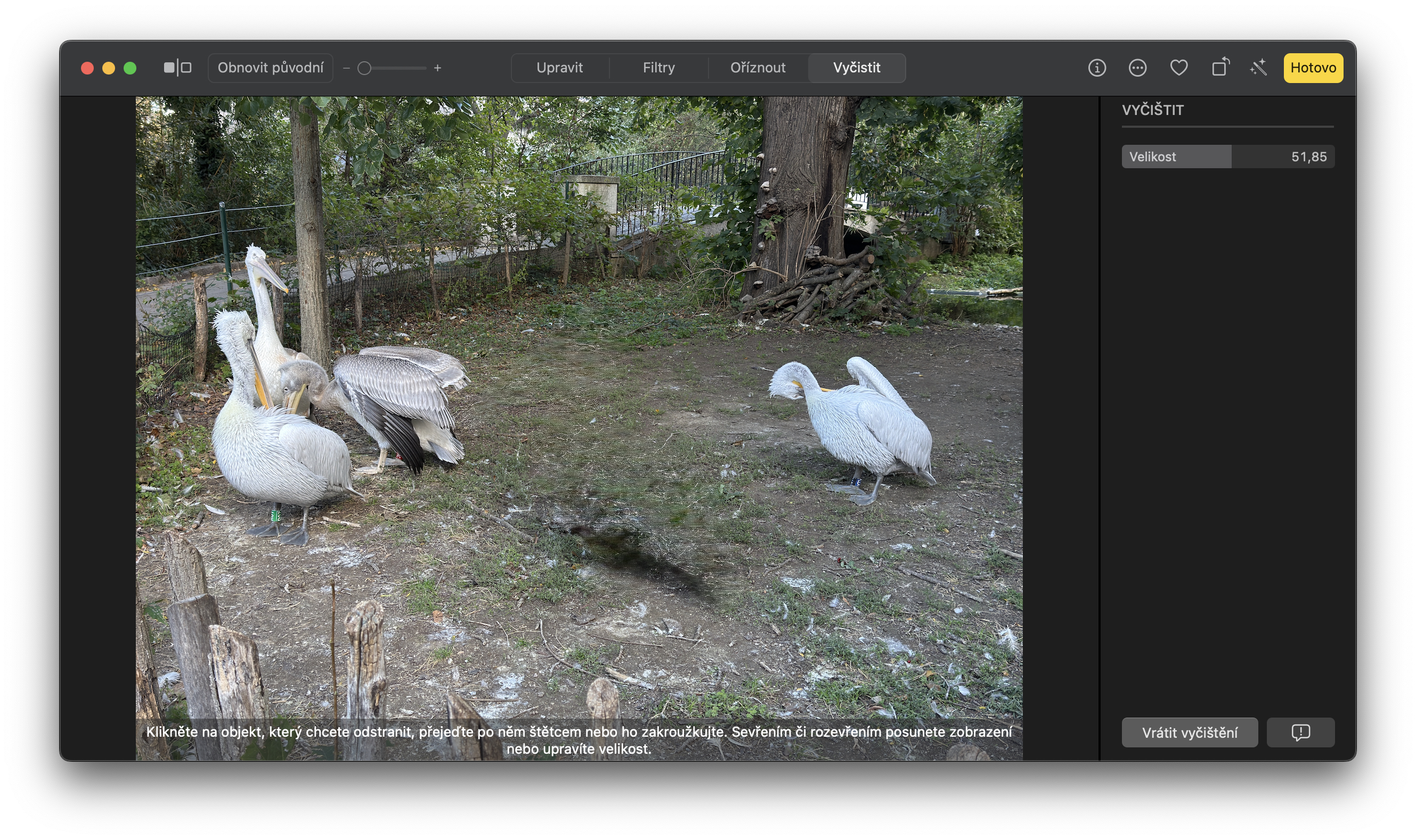 group of pelicans in enclosure 2
