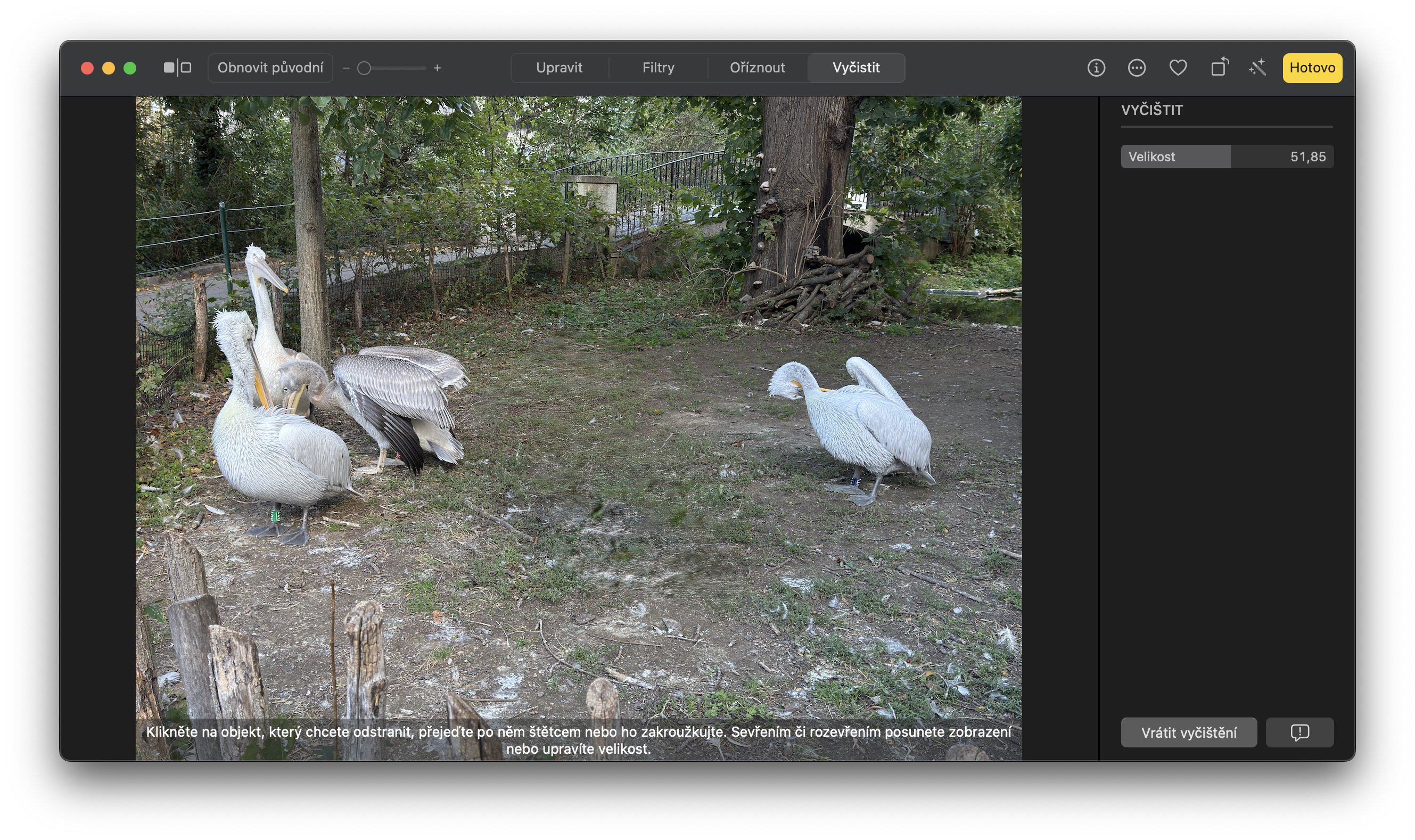 group of pelicans in enclosure 3