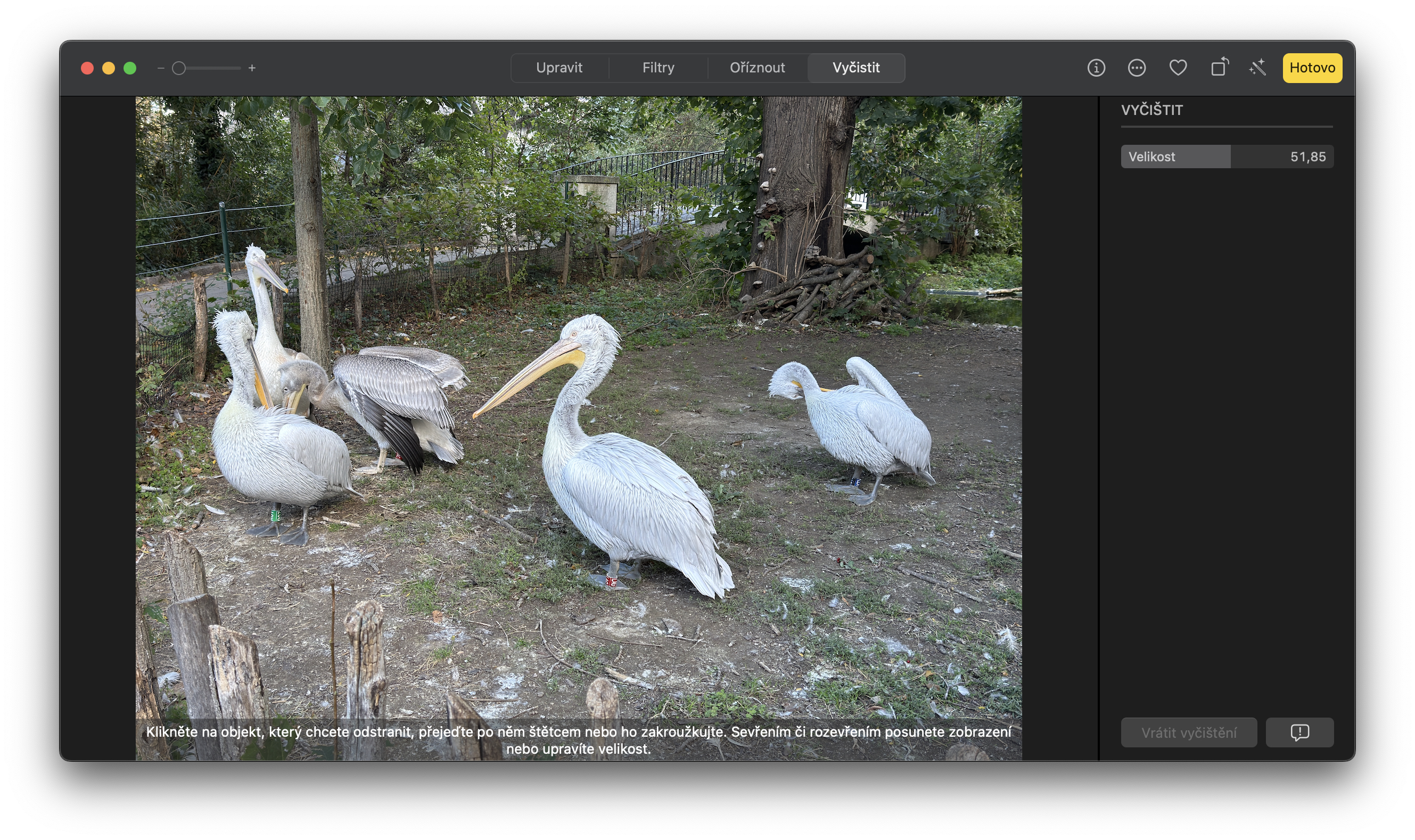 group of pelicans in enclosure
