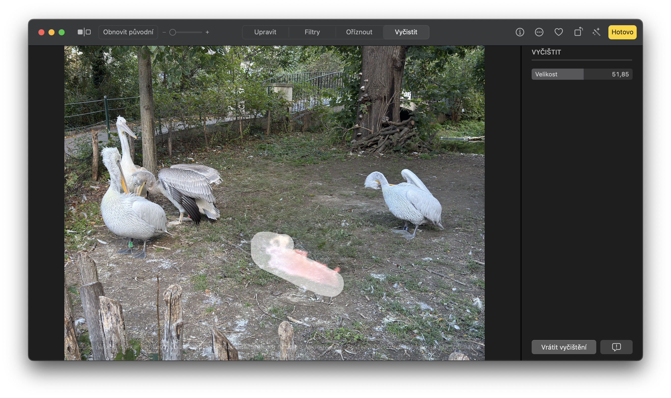 group of pelicans with highlighted area