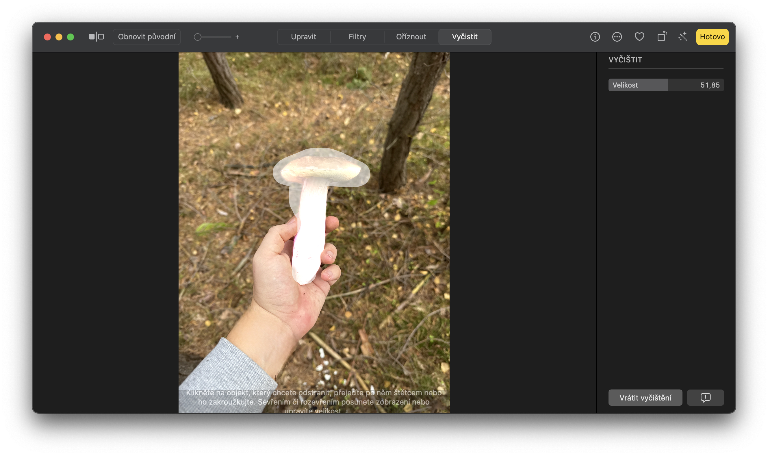 hand holding mushroom in forest