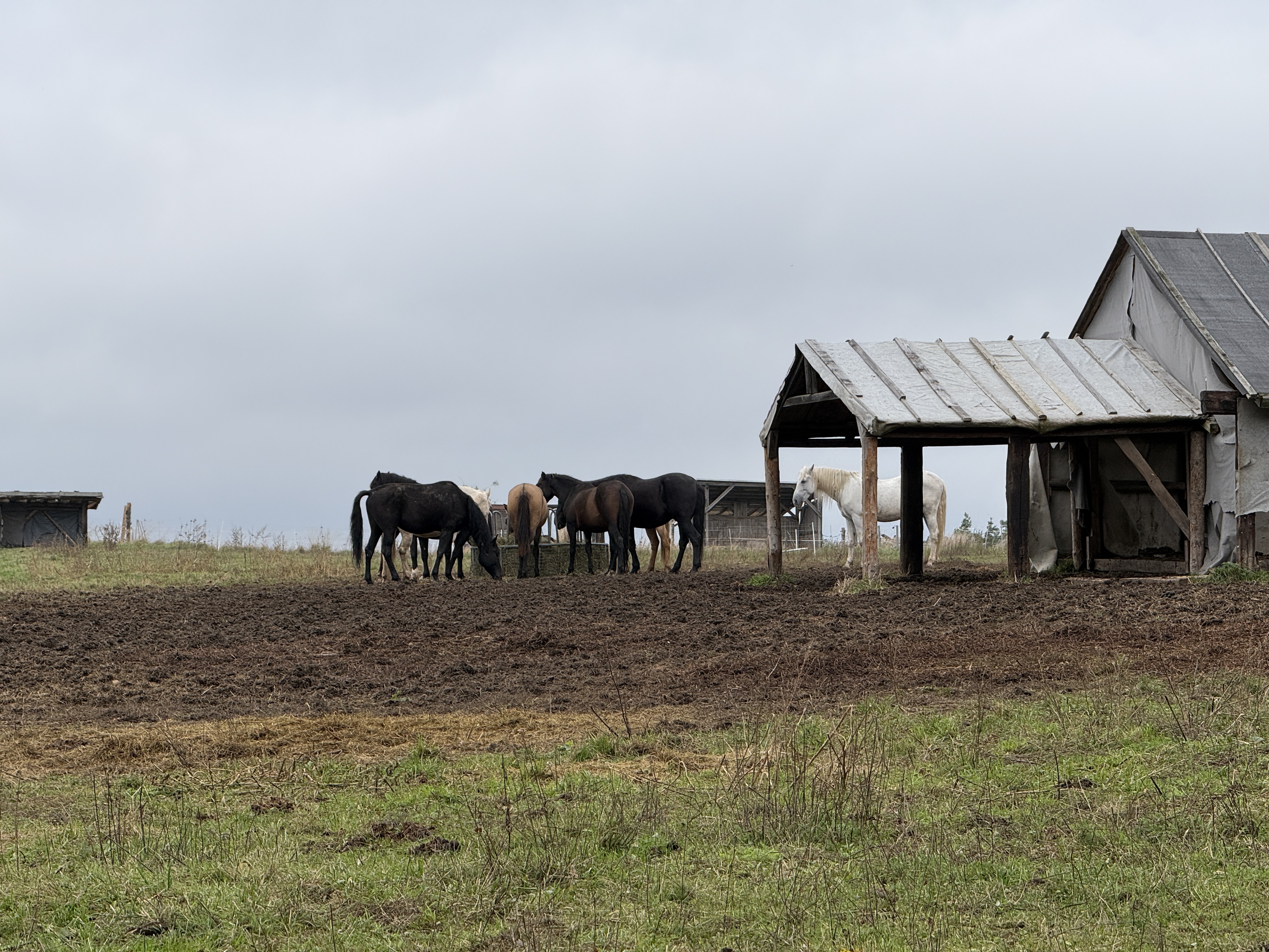 horses grazing near barn