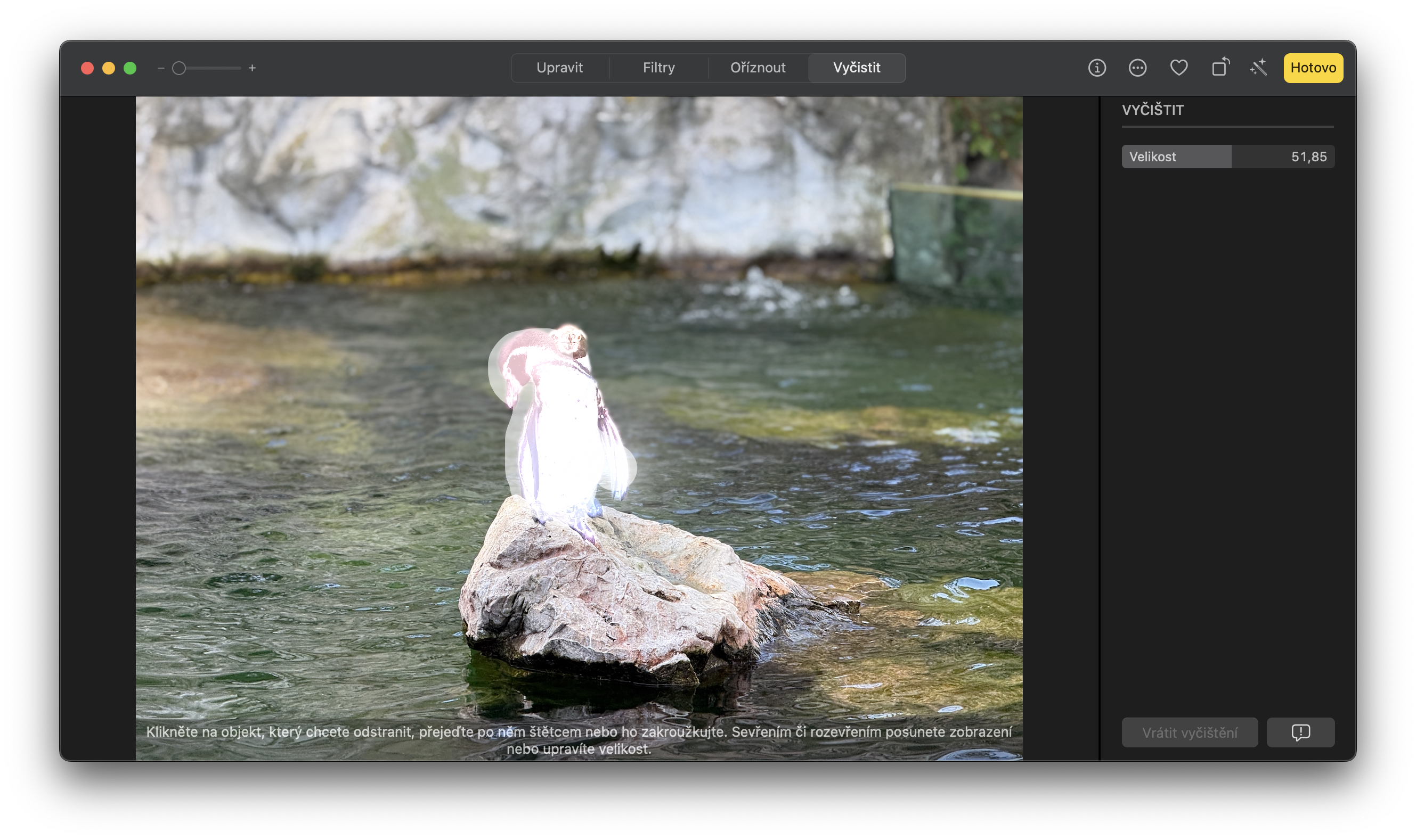 pelican on rock in water