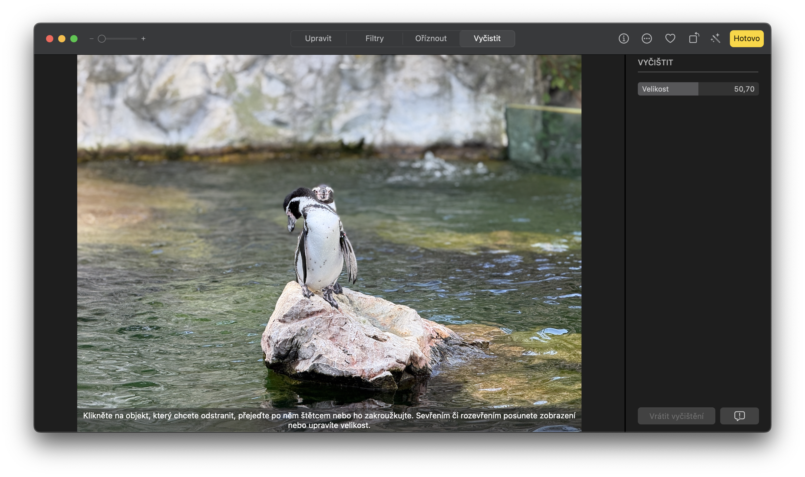 penguin on rock in water