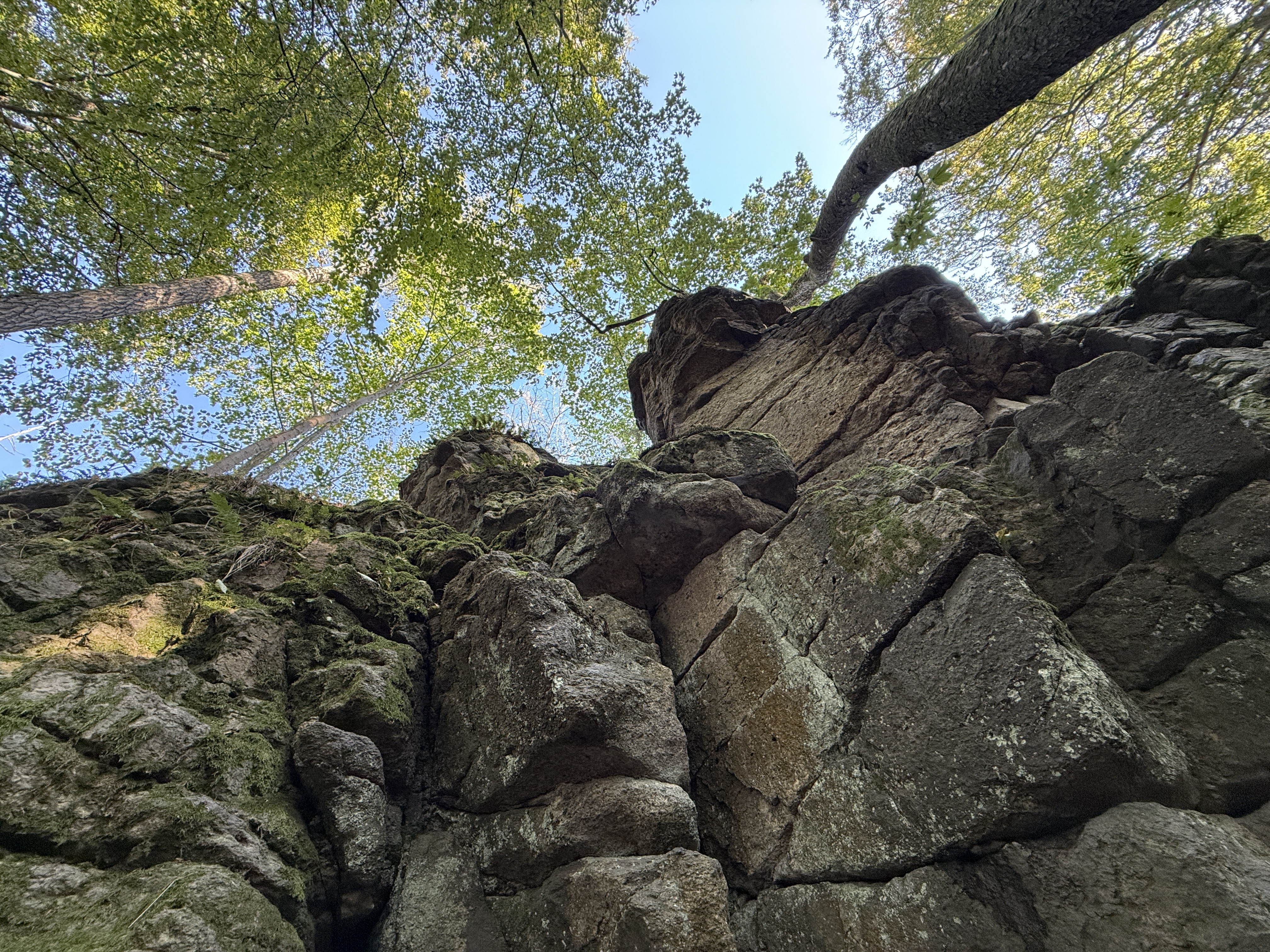 rocky cliff trees