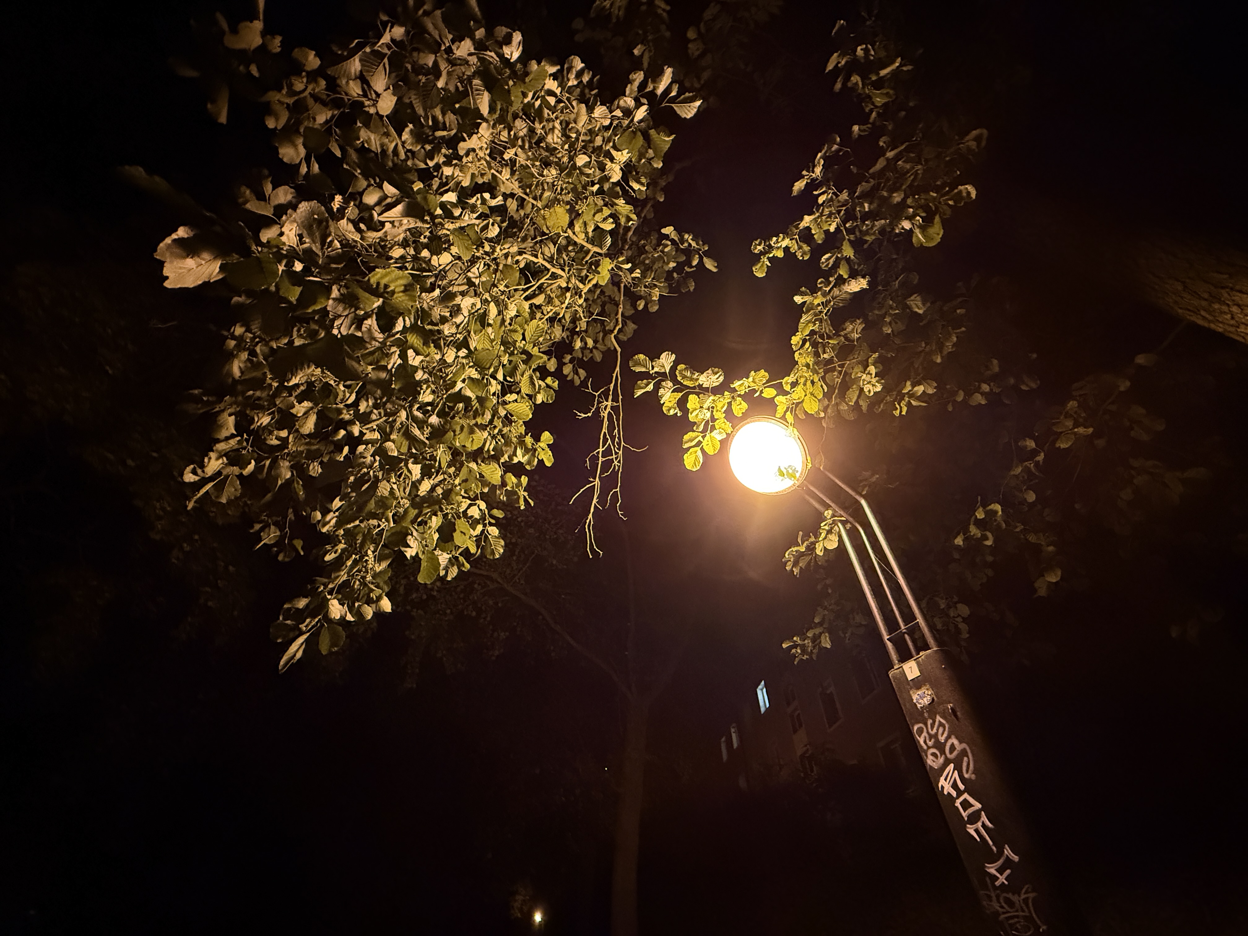 streetlamp trees night