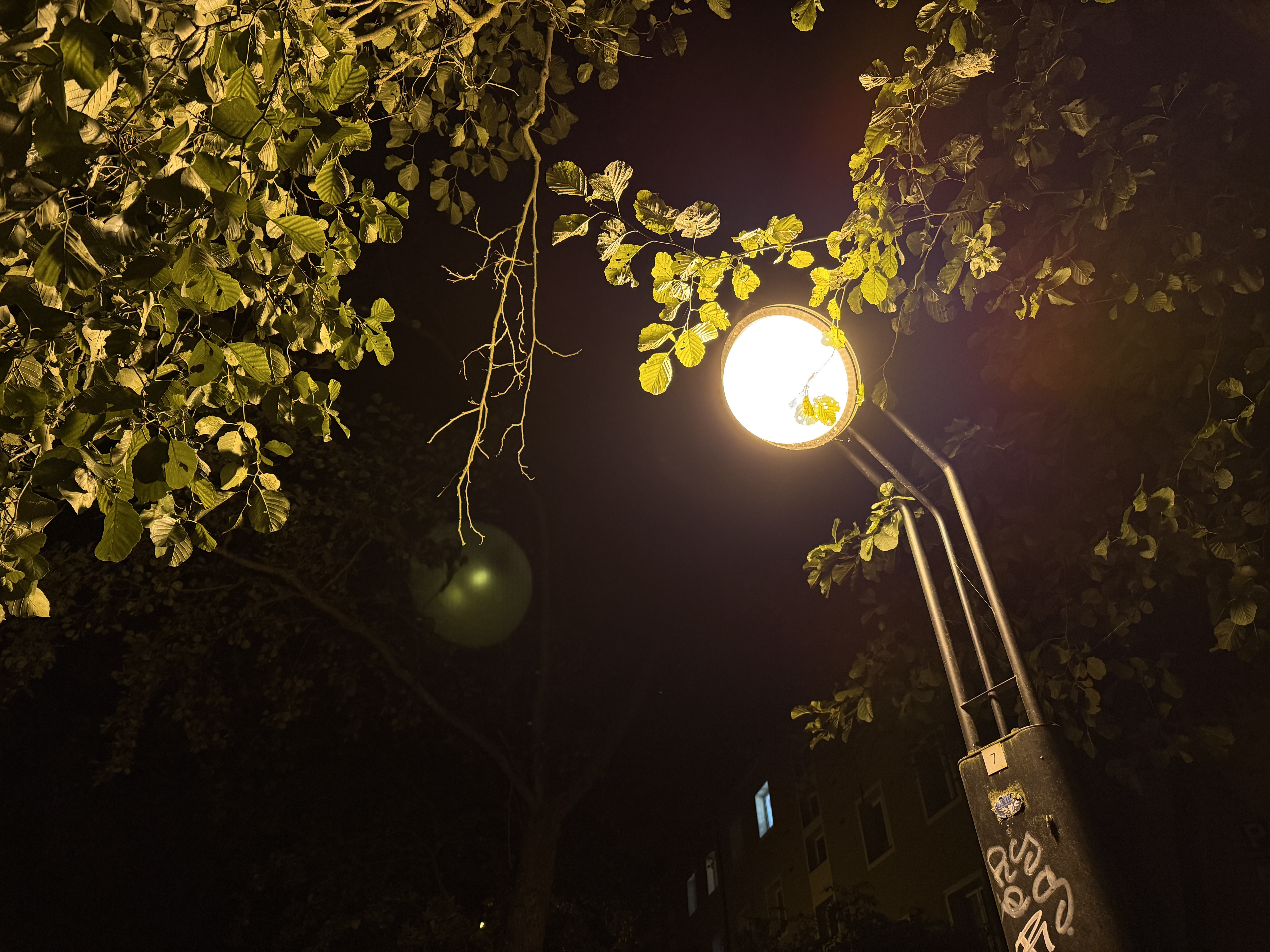 streetlight leaves night