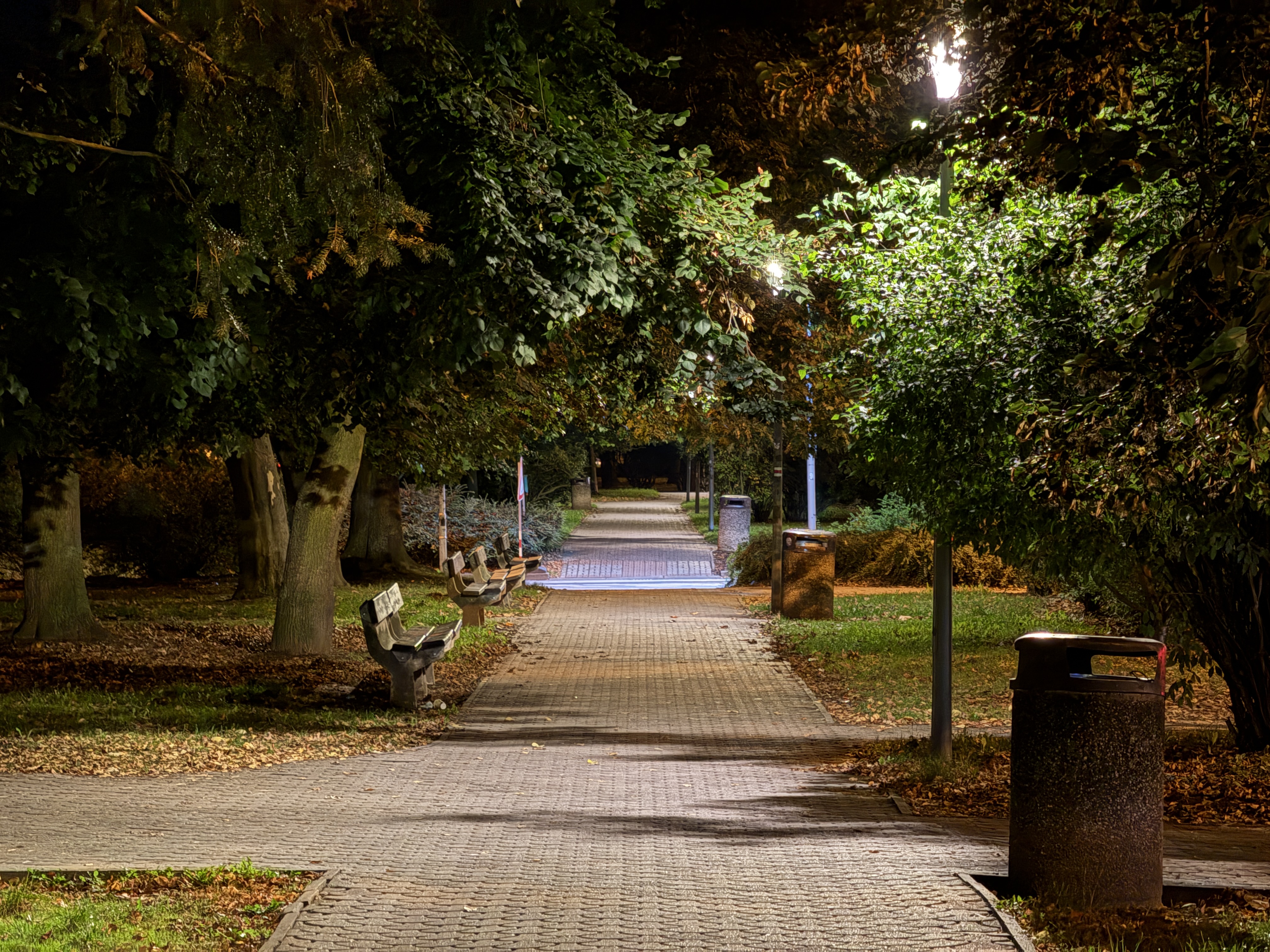 tree lined path at night