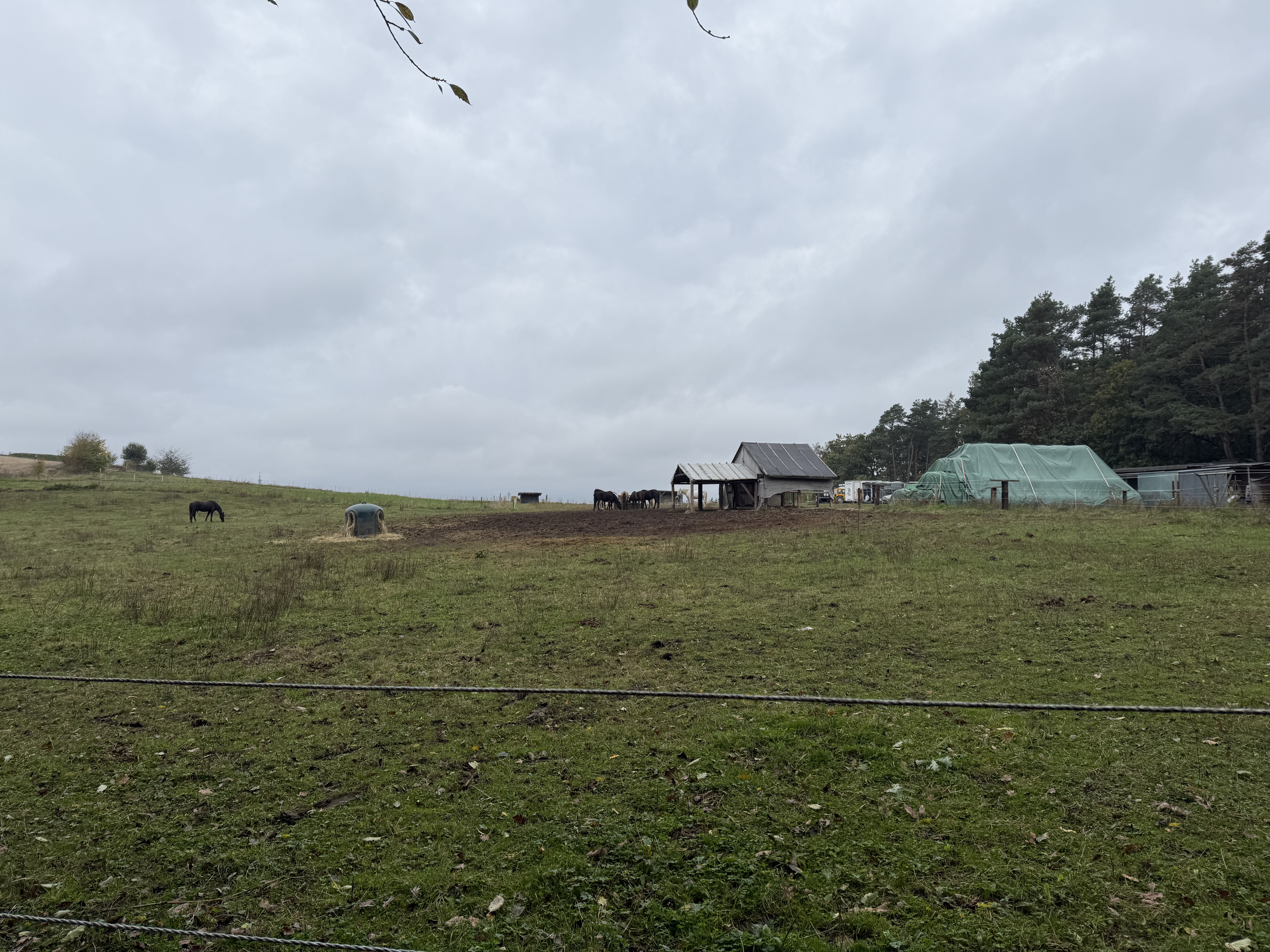 wide view farm with horses