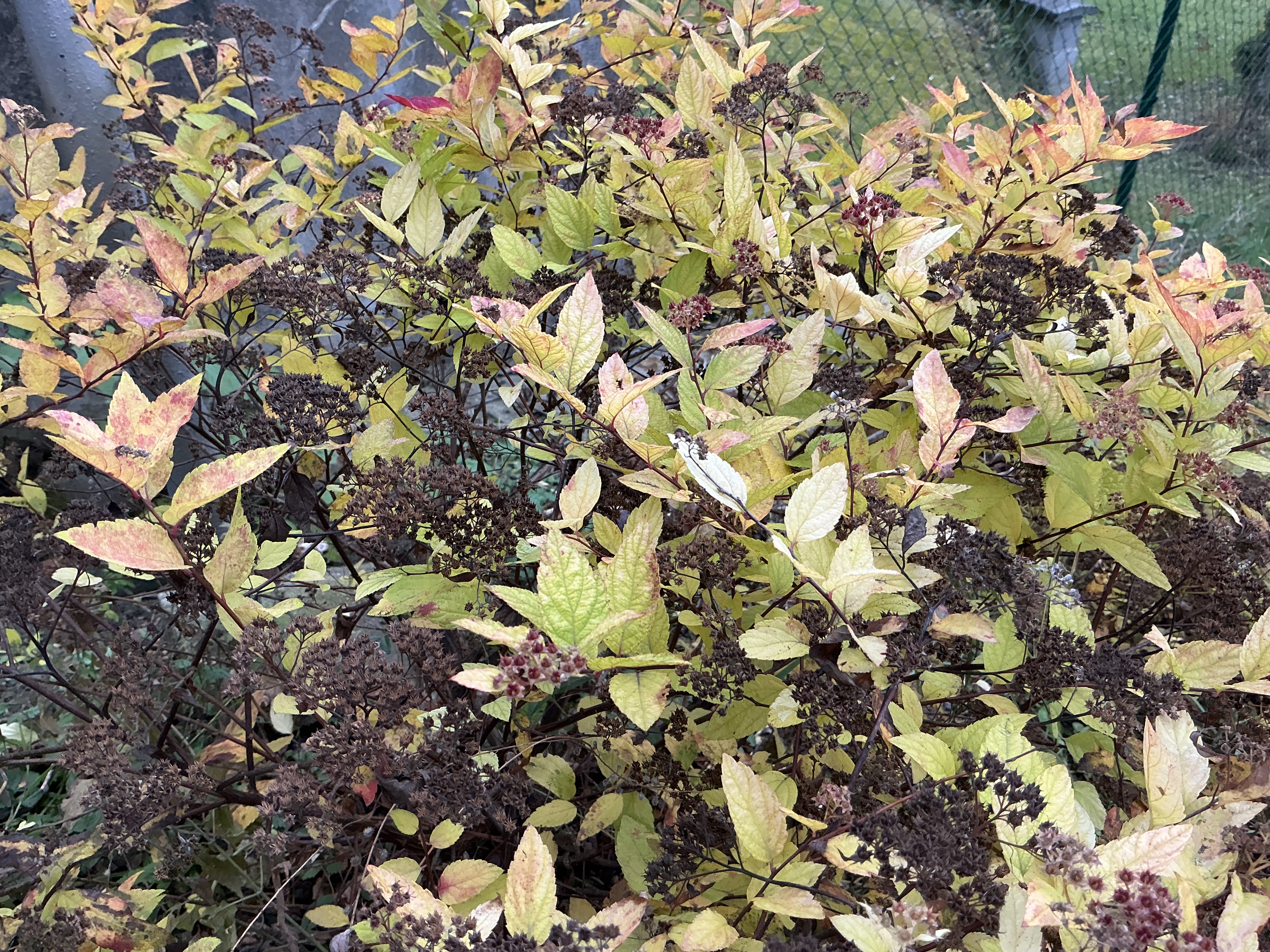 autumn bush with yellow leaves