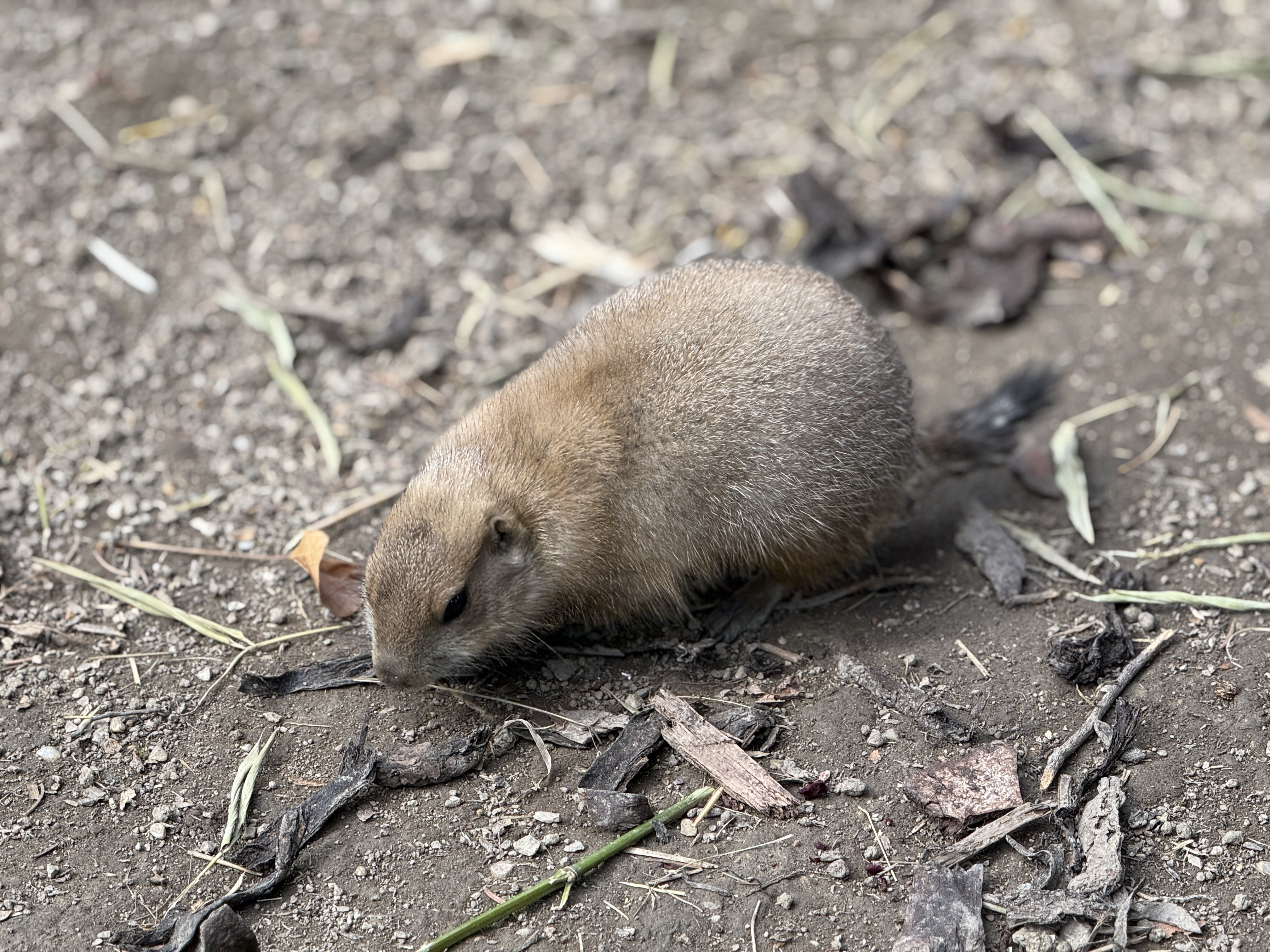 baby prairie dog on ground