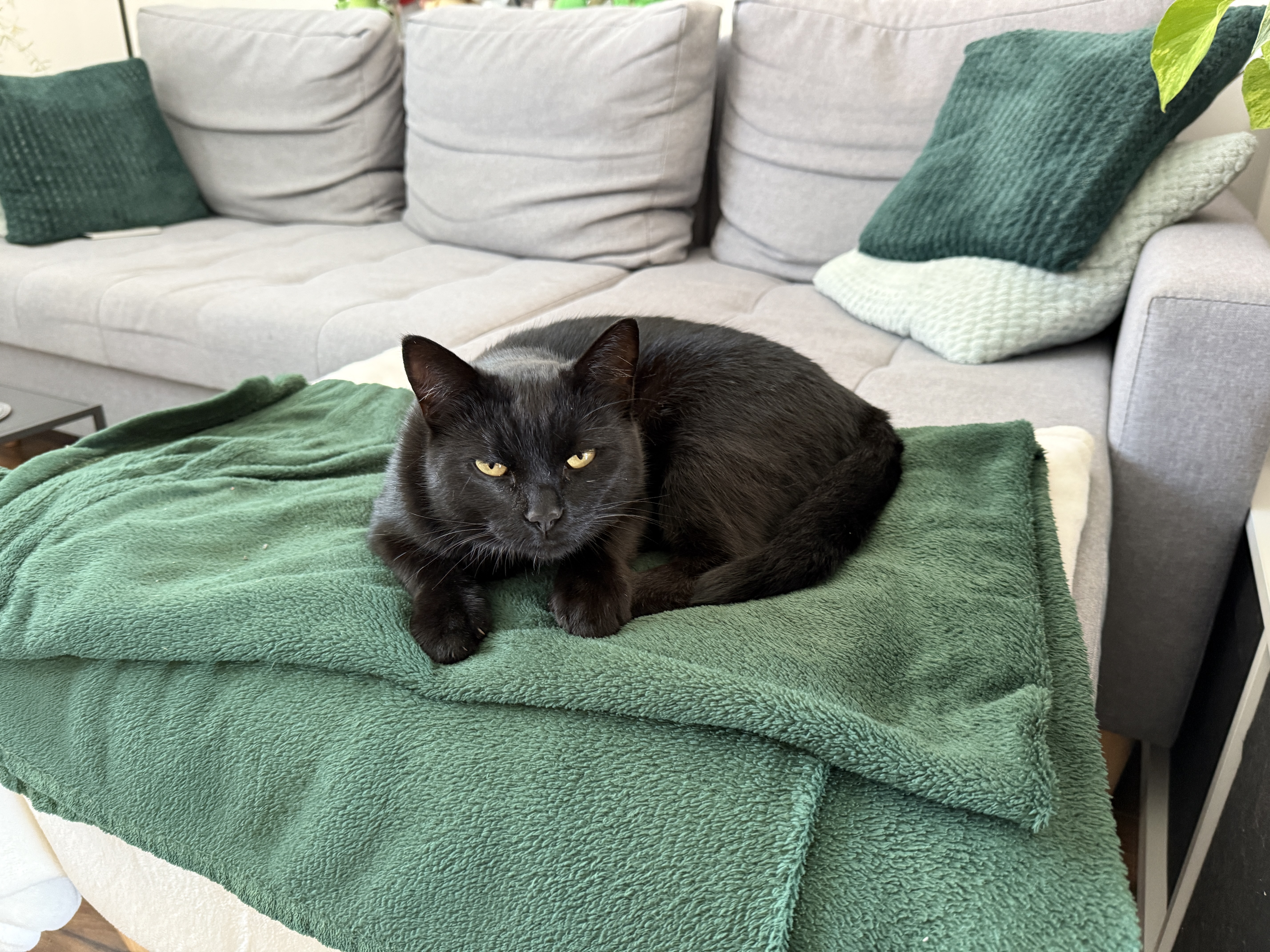 black cat on green blanket