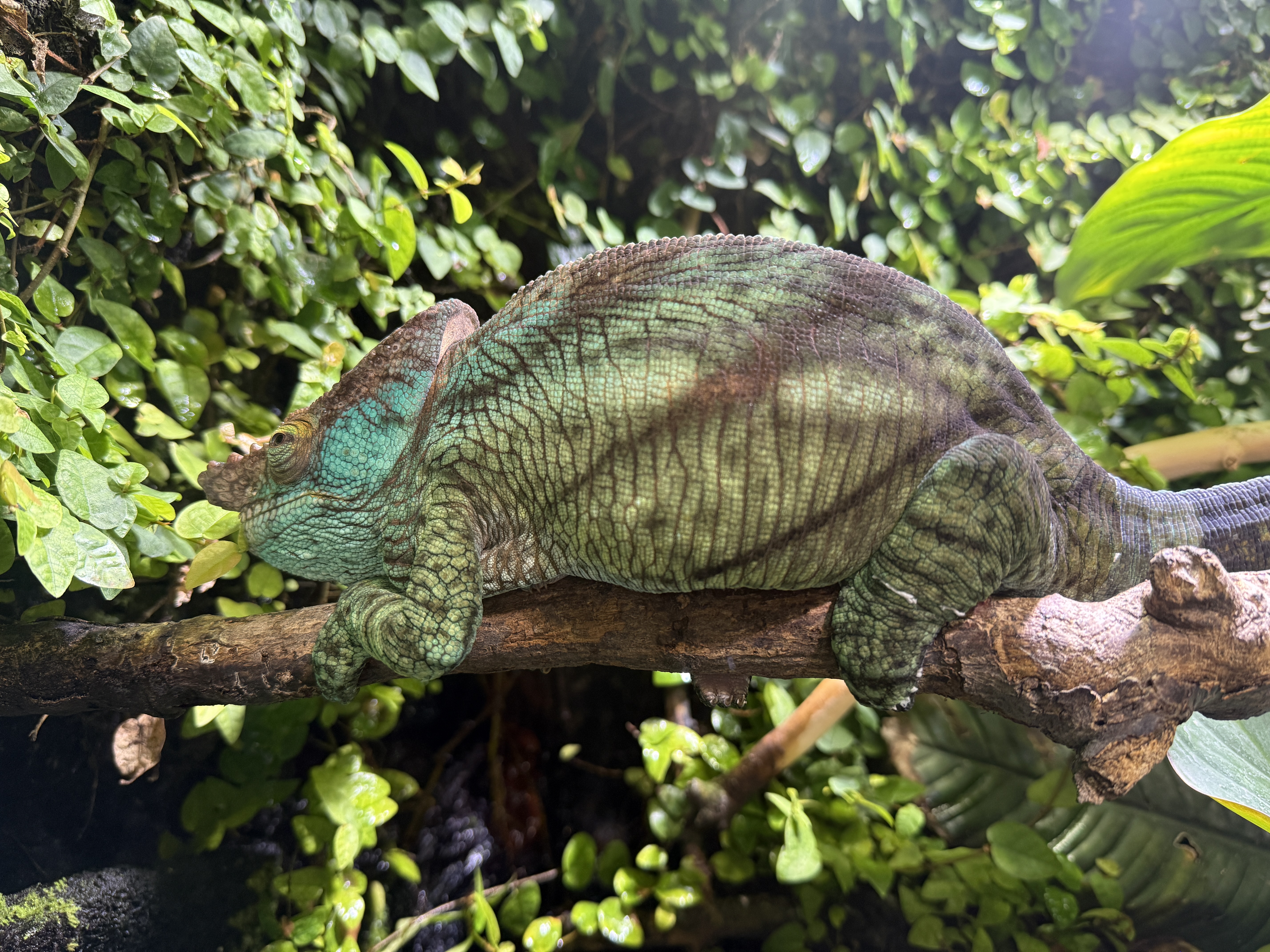 chameleon on branch
