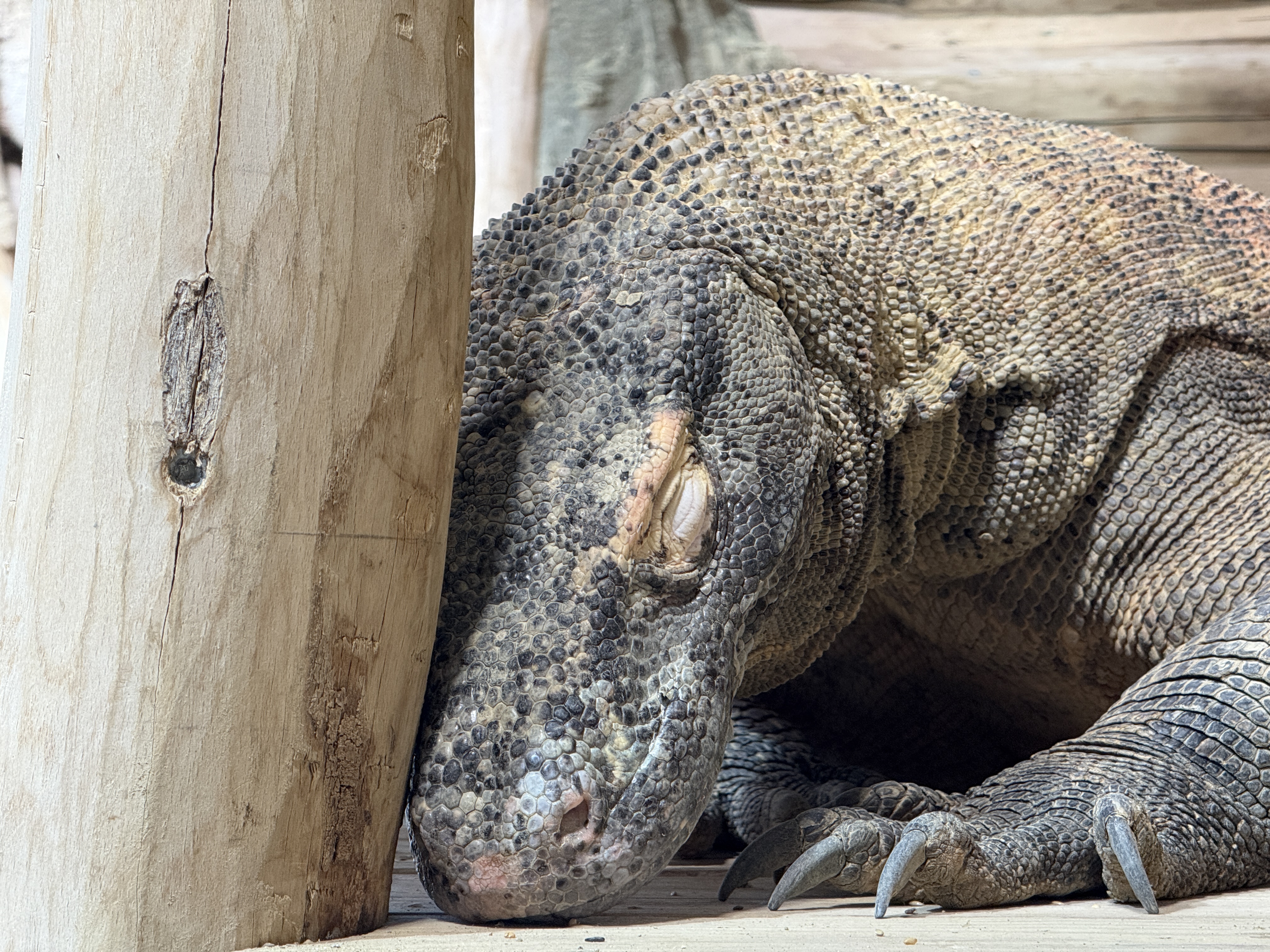 close up komodo dragon
