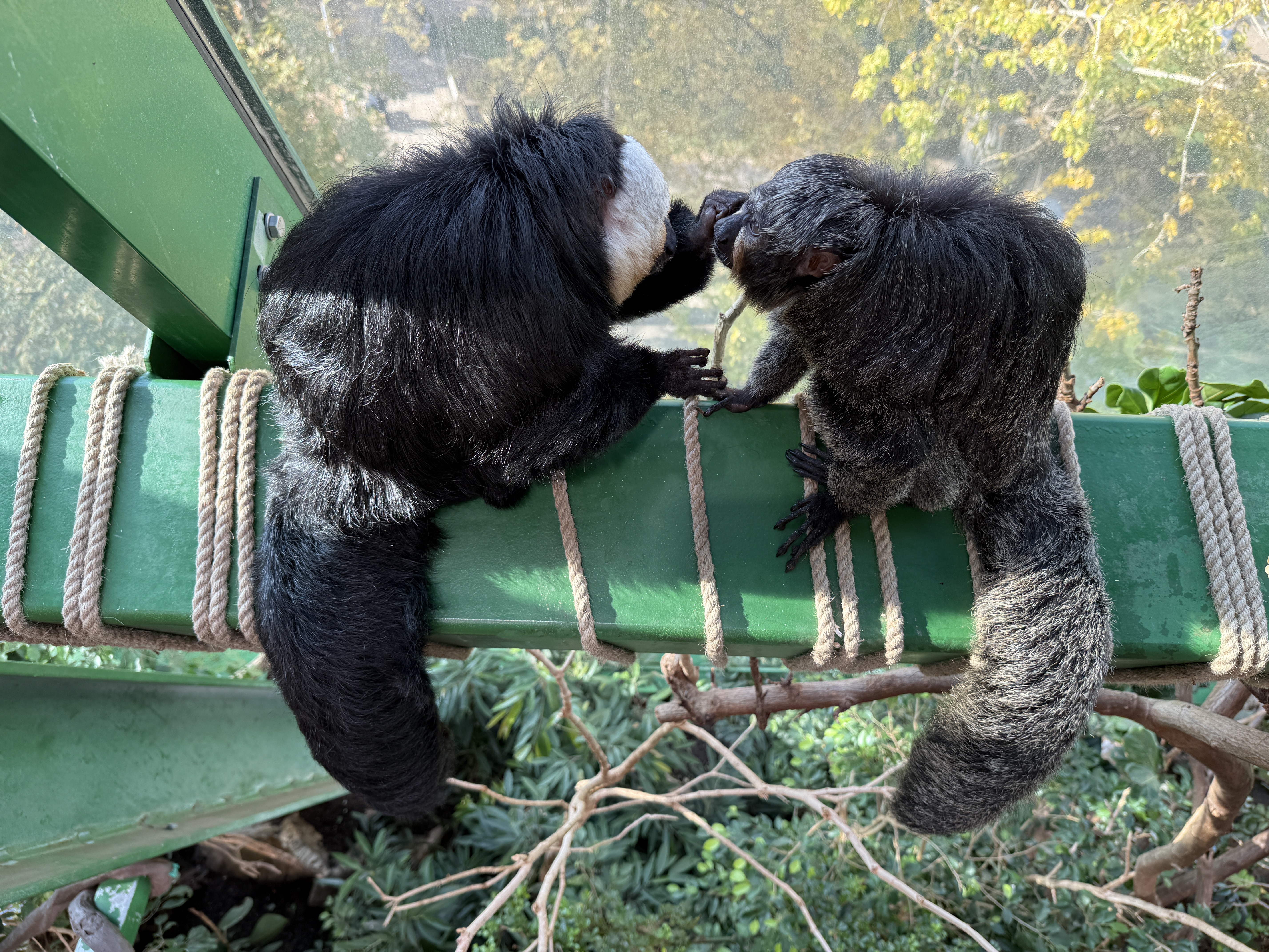 close up monkeys on beam