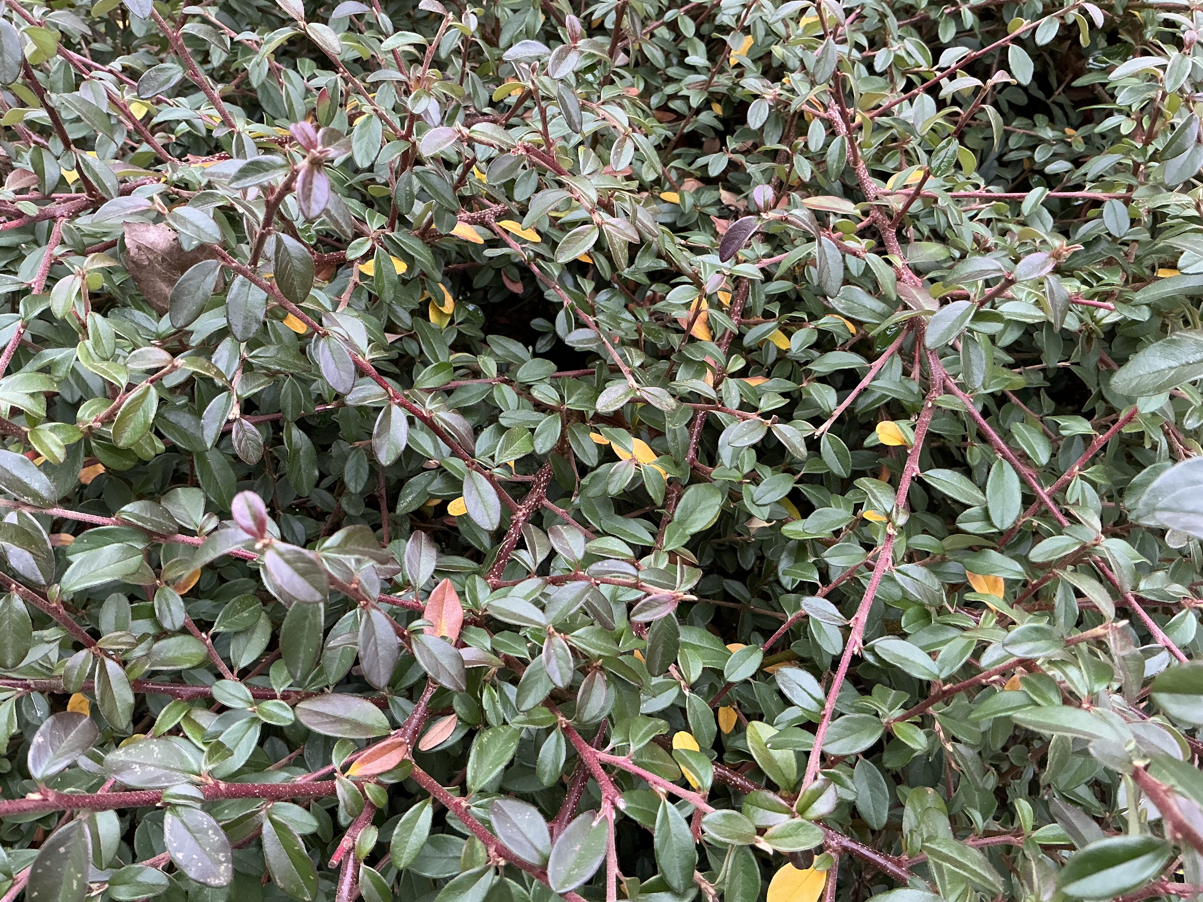 dense green foliage closeup