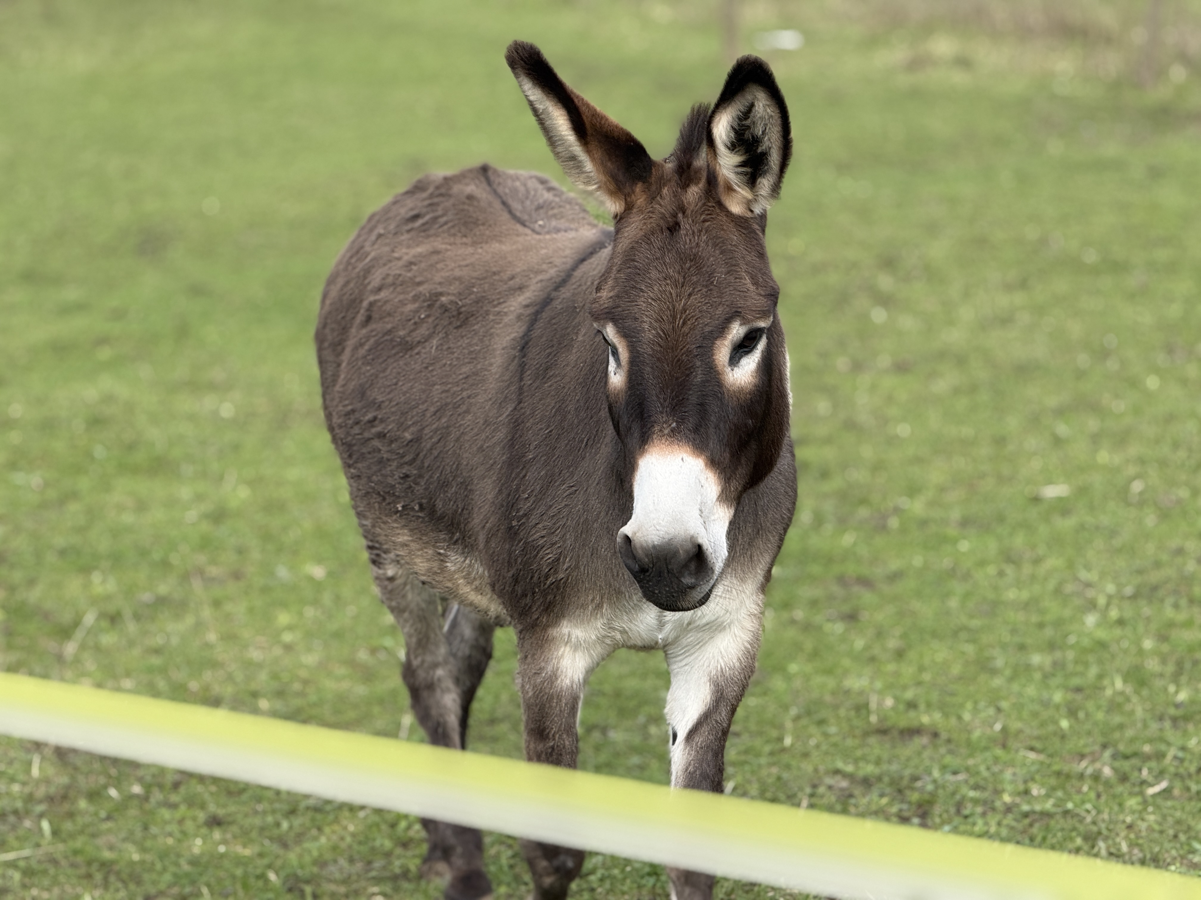 donkey on green field