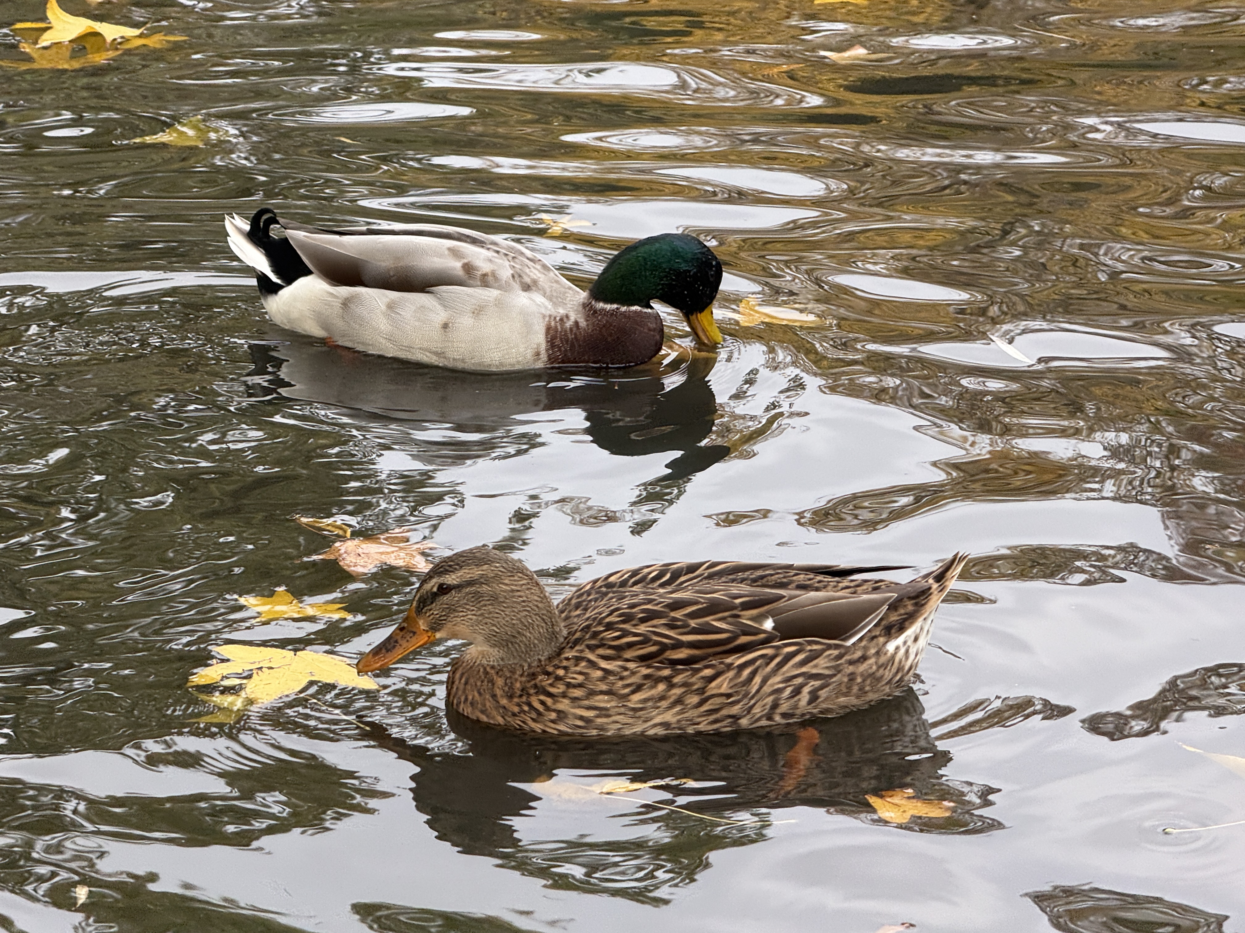 ducks swimming in pond