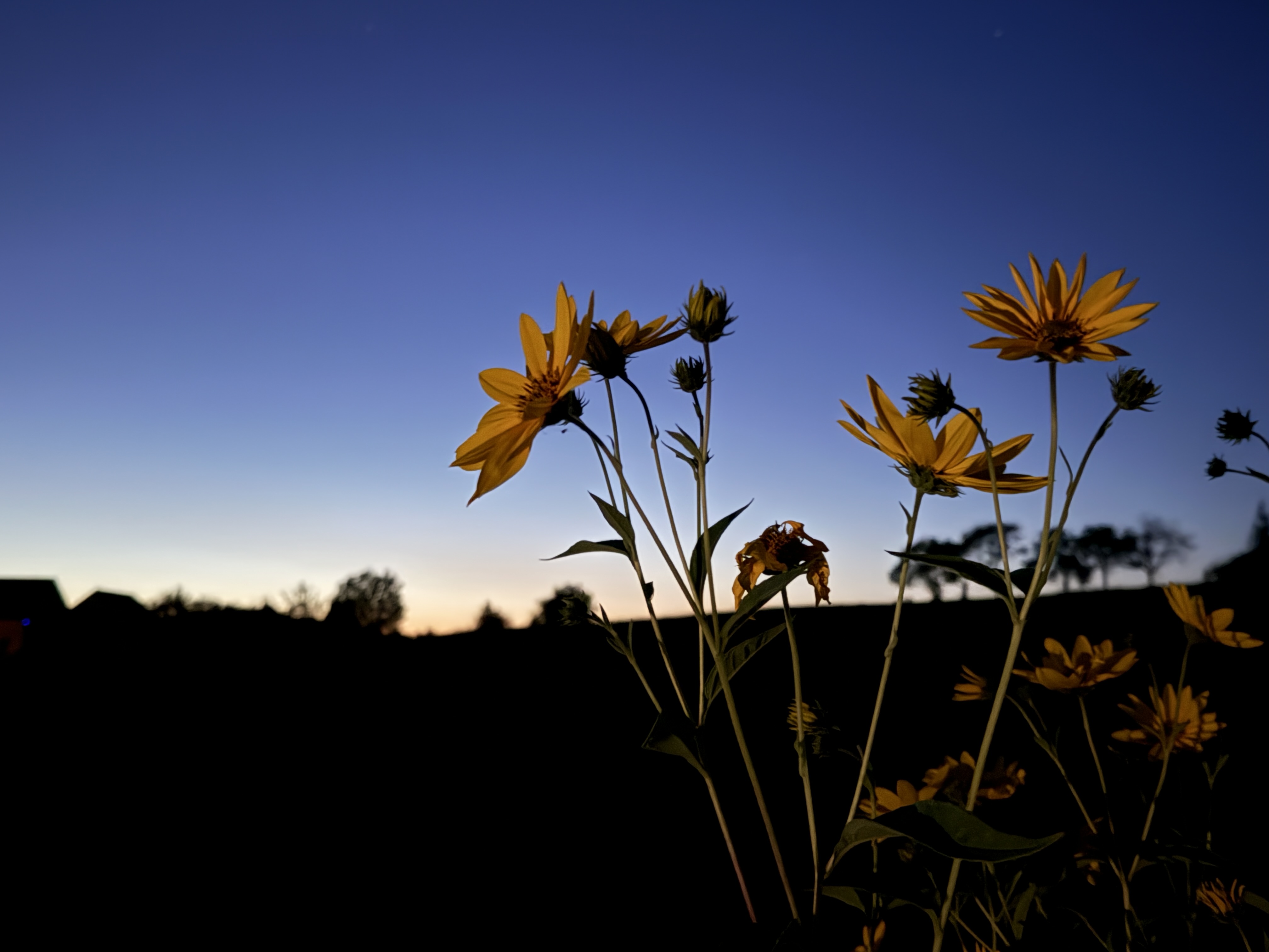 flowers silhouette at sunset