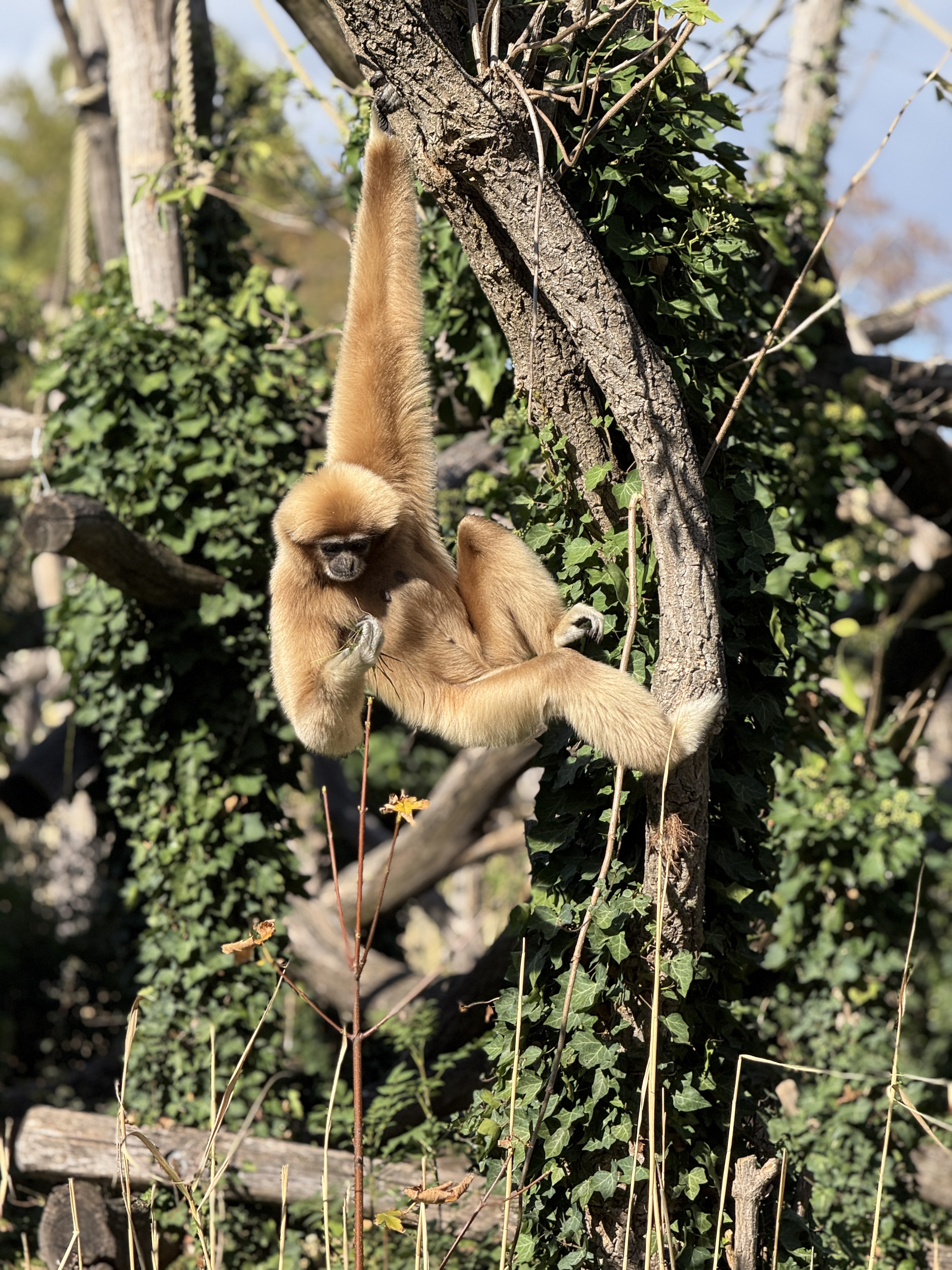 gibbon hanging on tree
