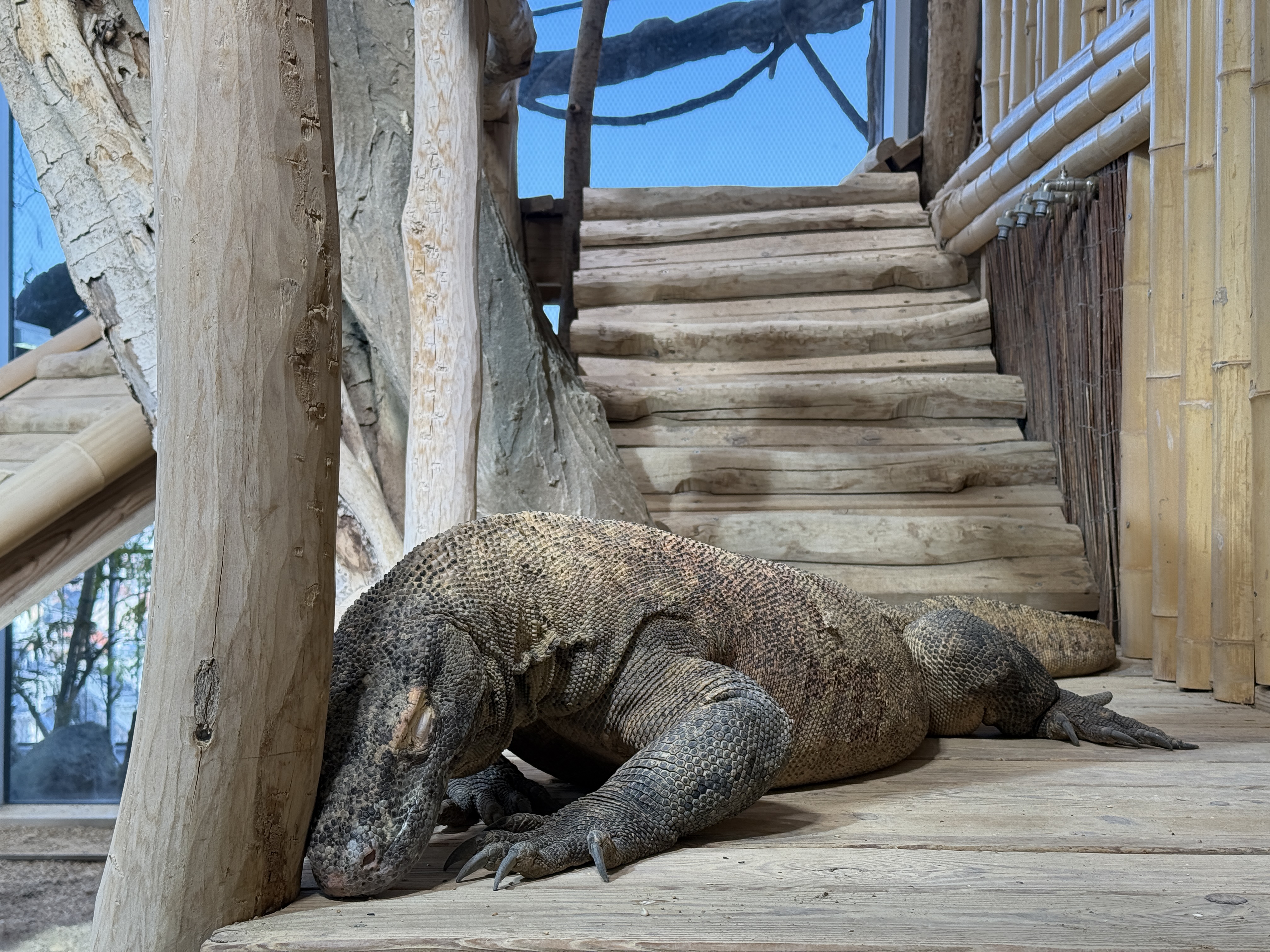 komodo dragon resting