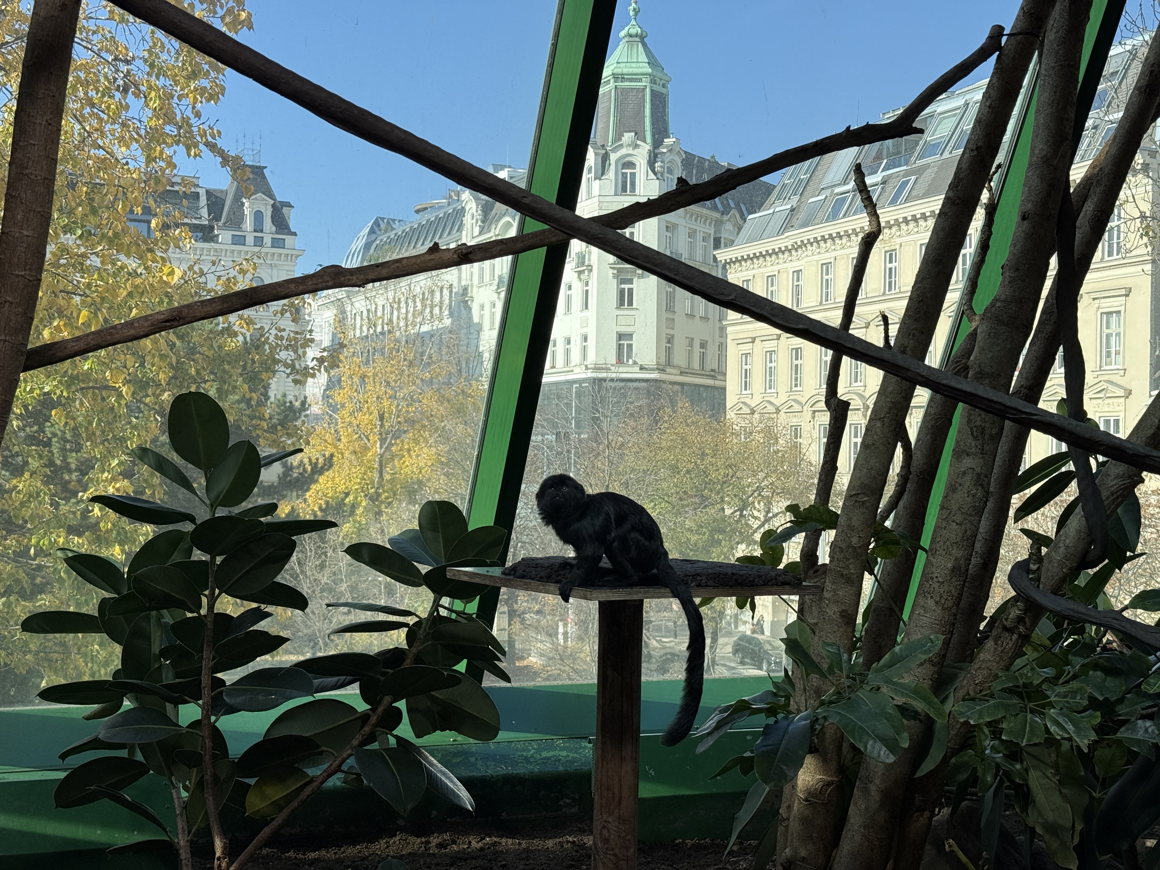 monkey enclosure city view