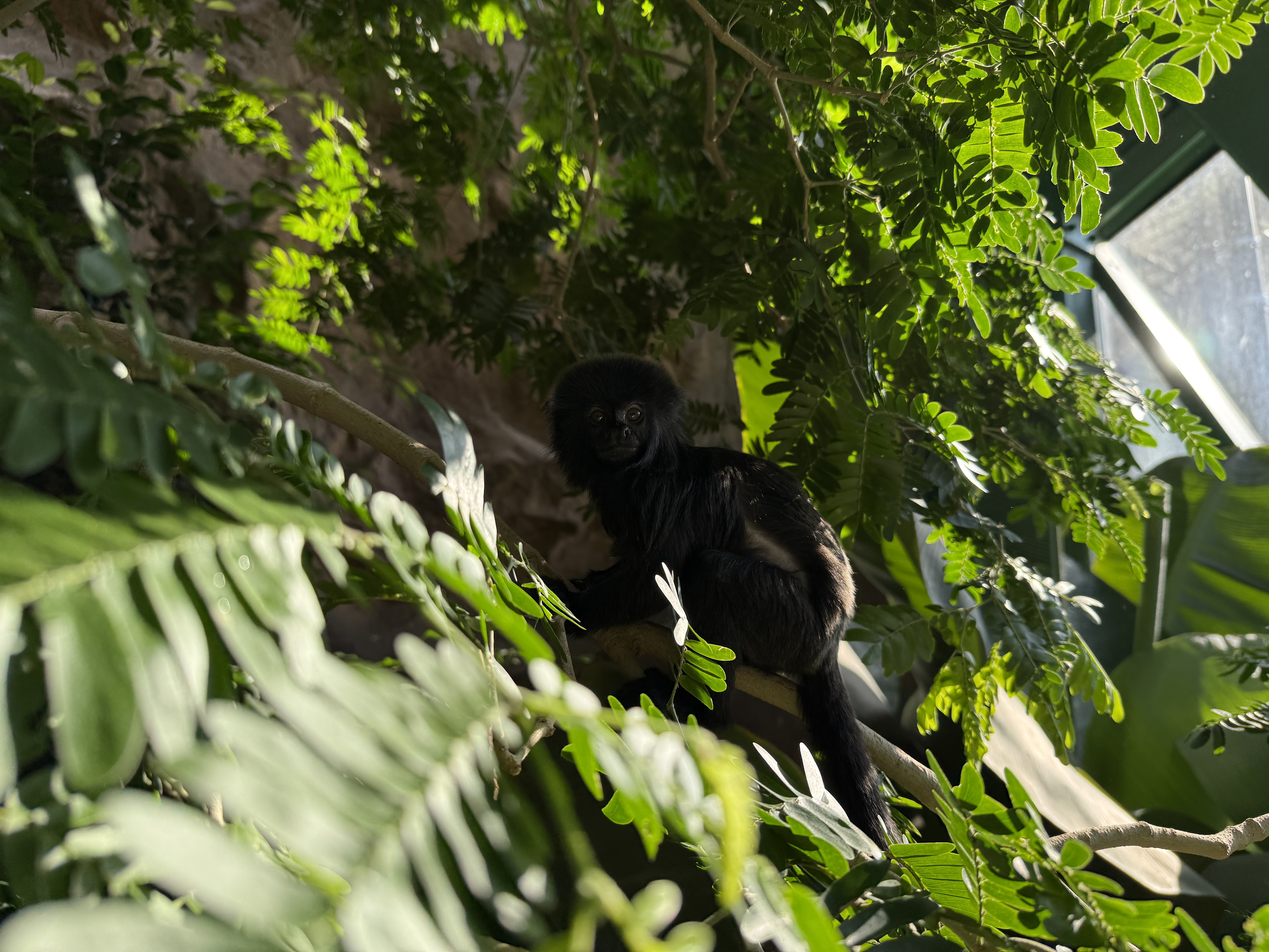 monkey in foliage