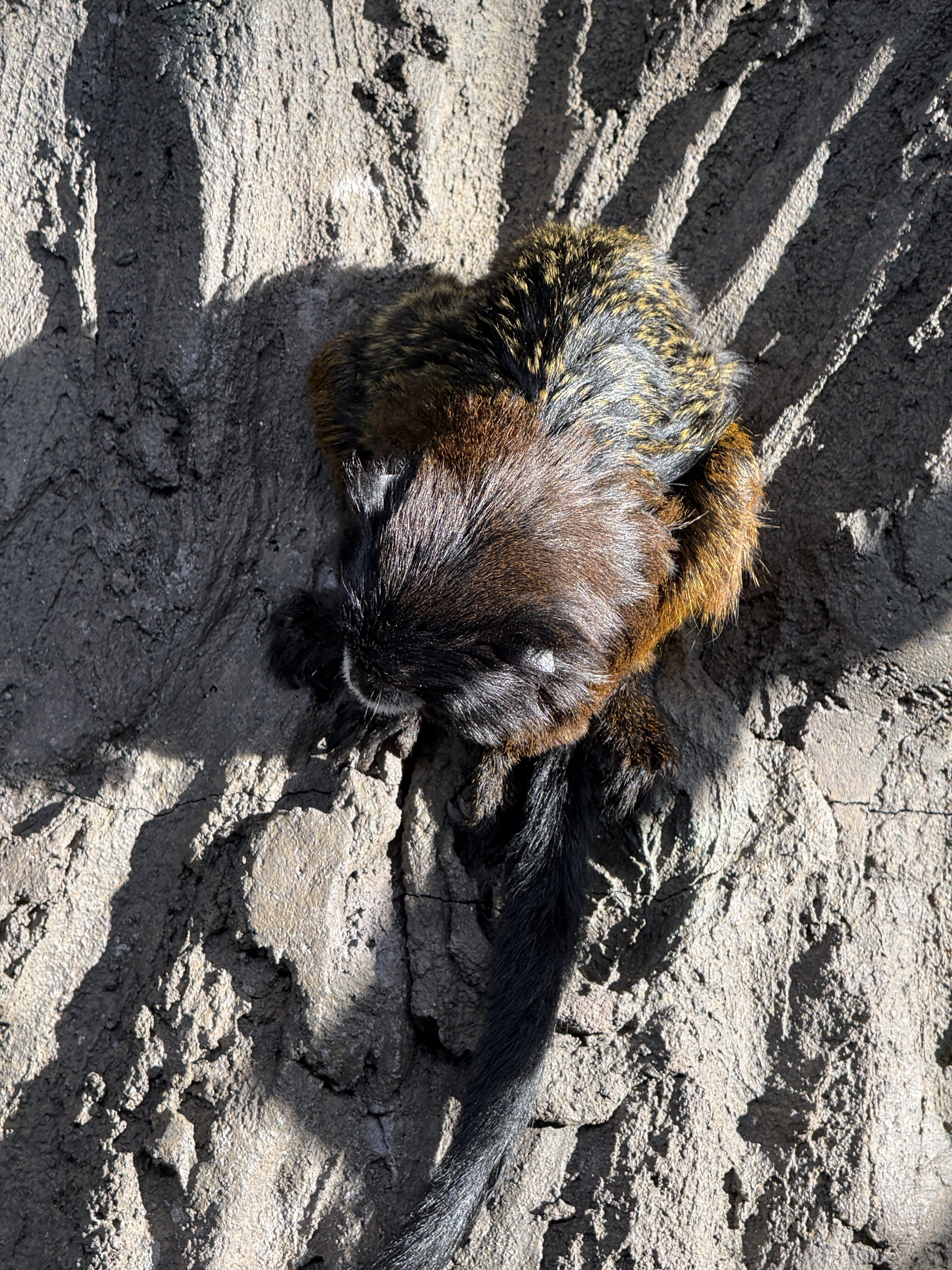 monkey on tree trunk
