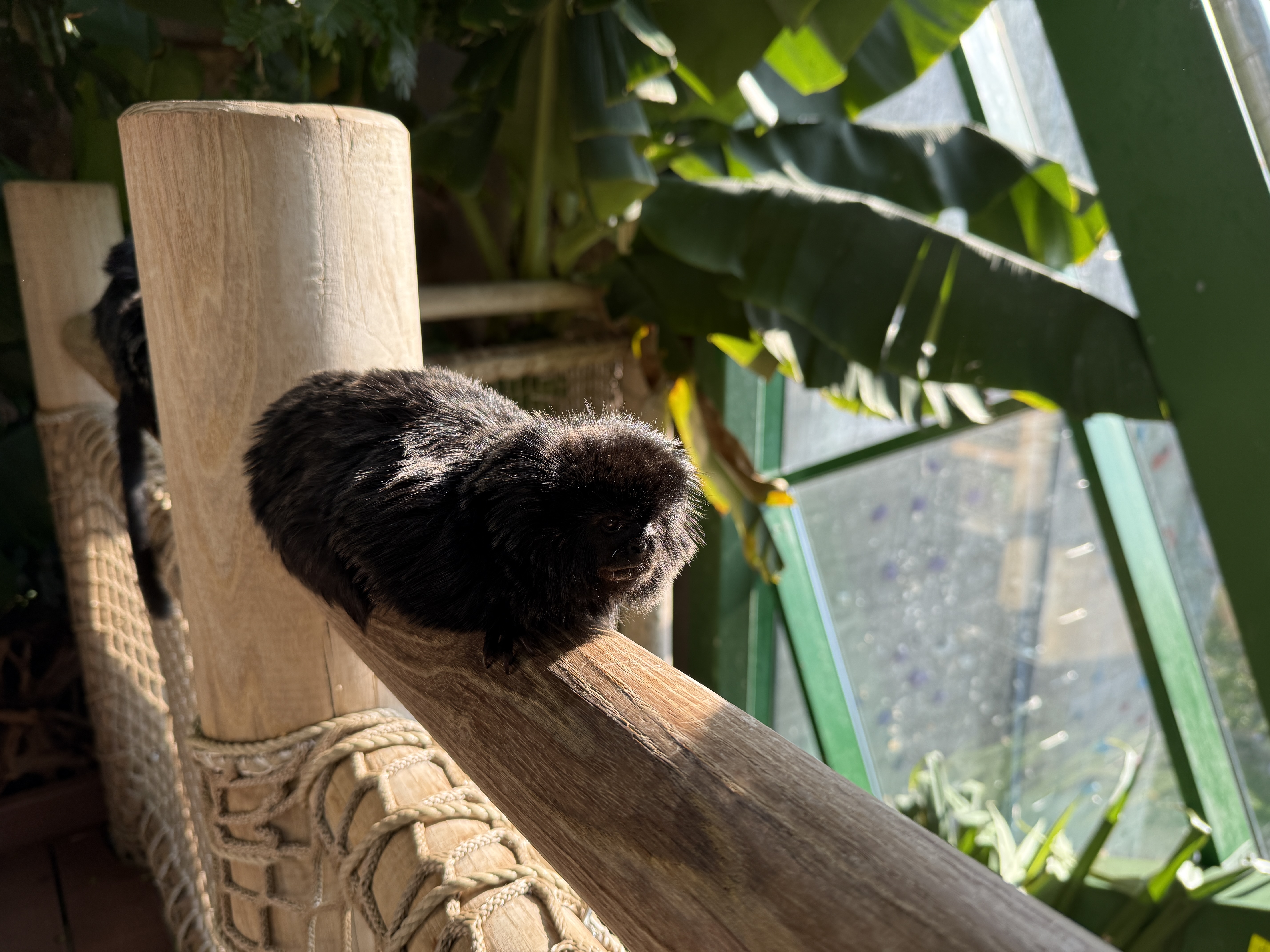 monkey sitting wooden rail