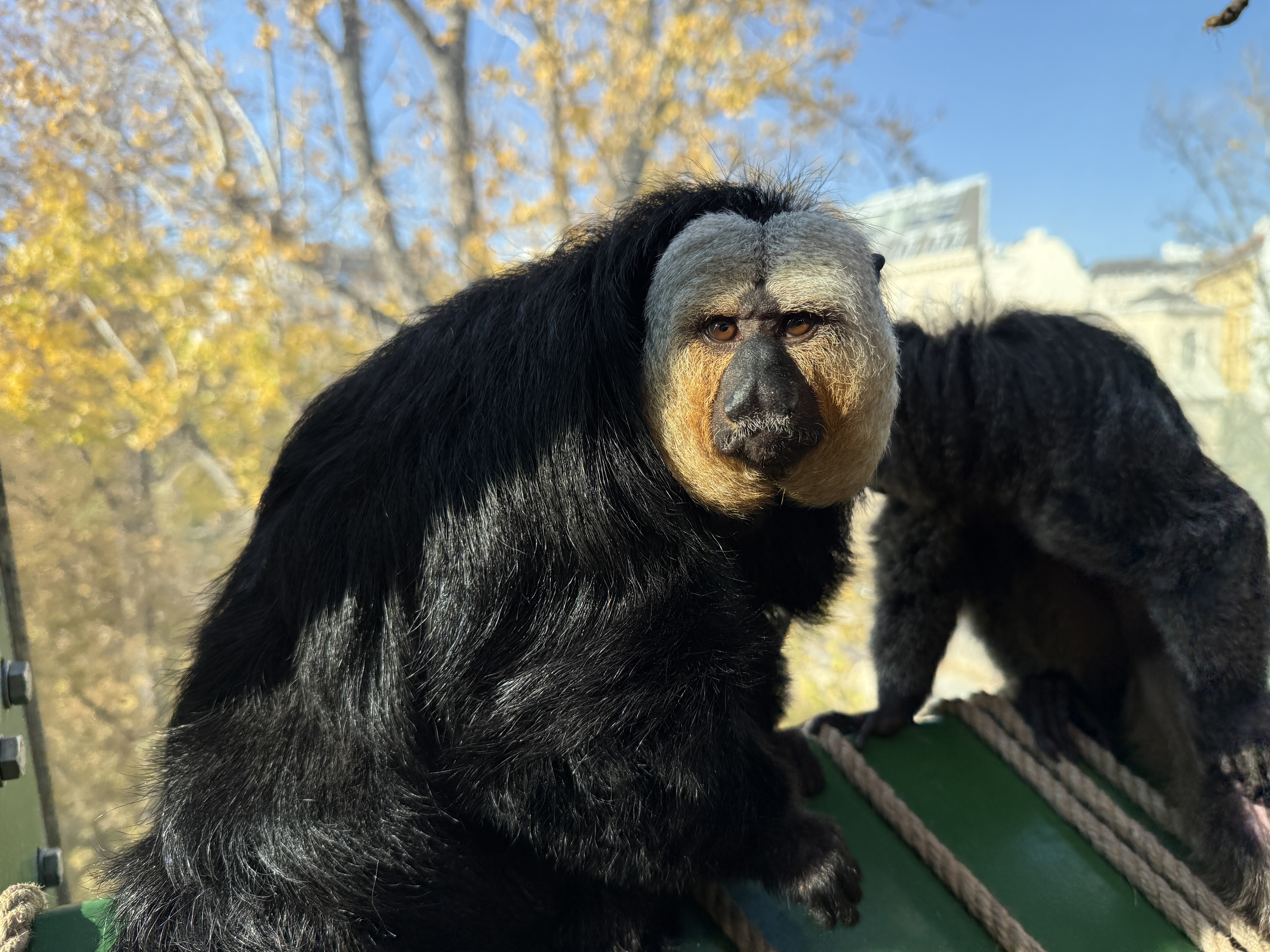 monkey with white face