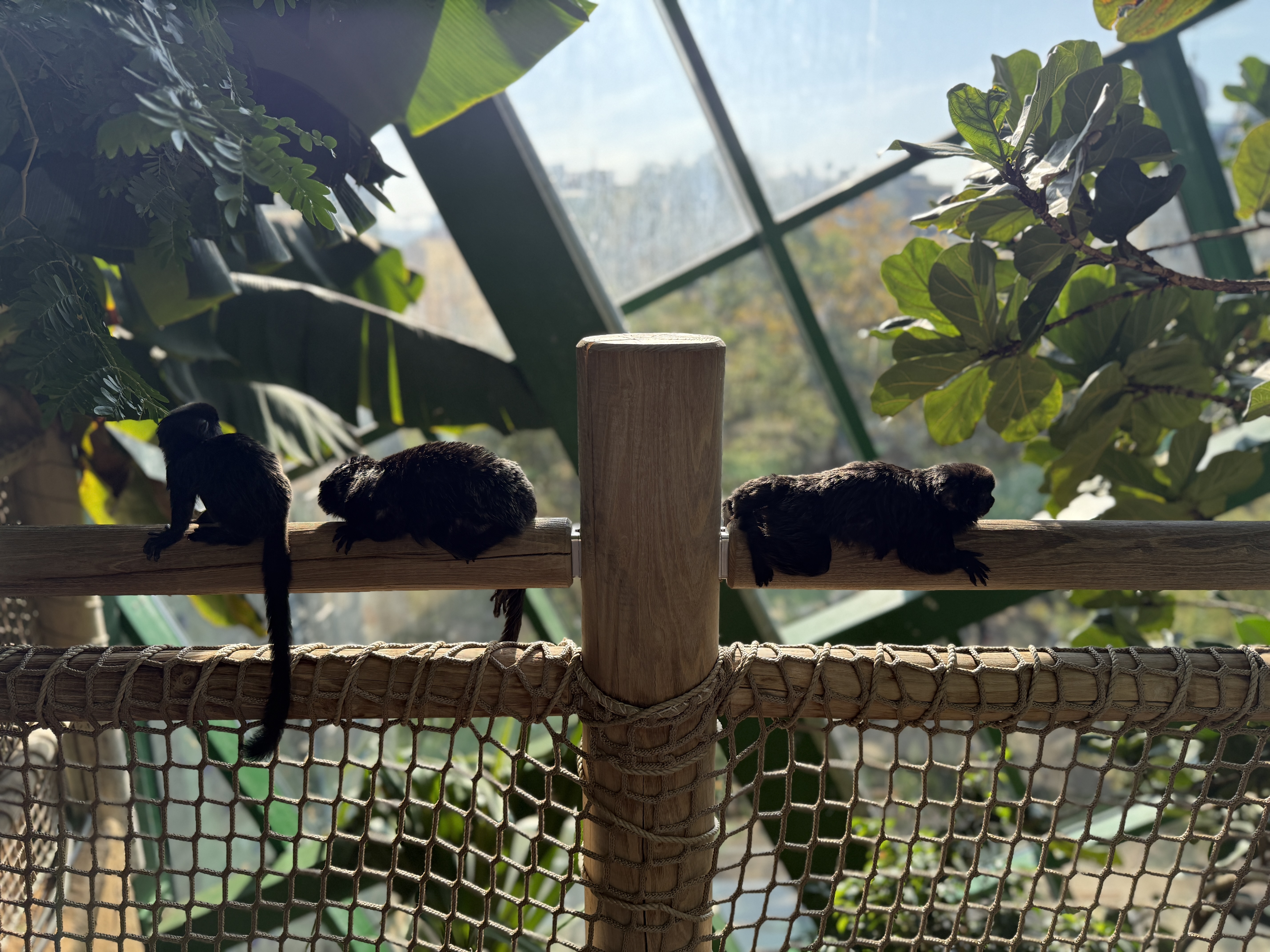 monkeys sitting wooden rail