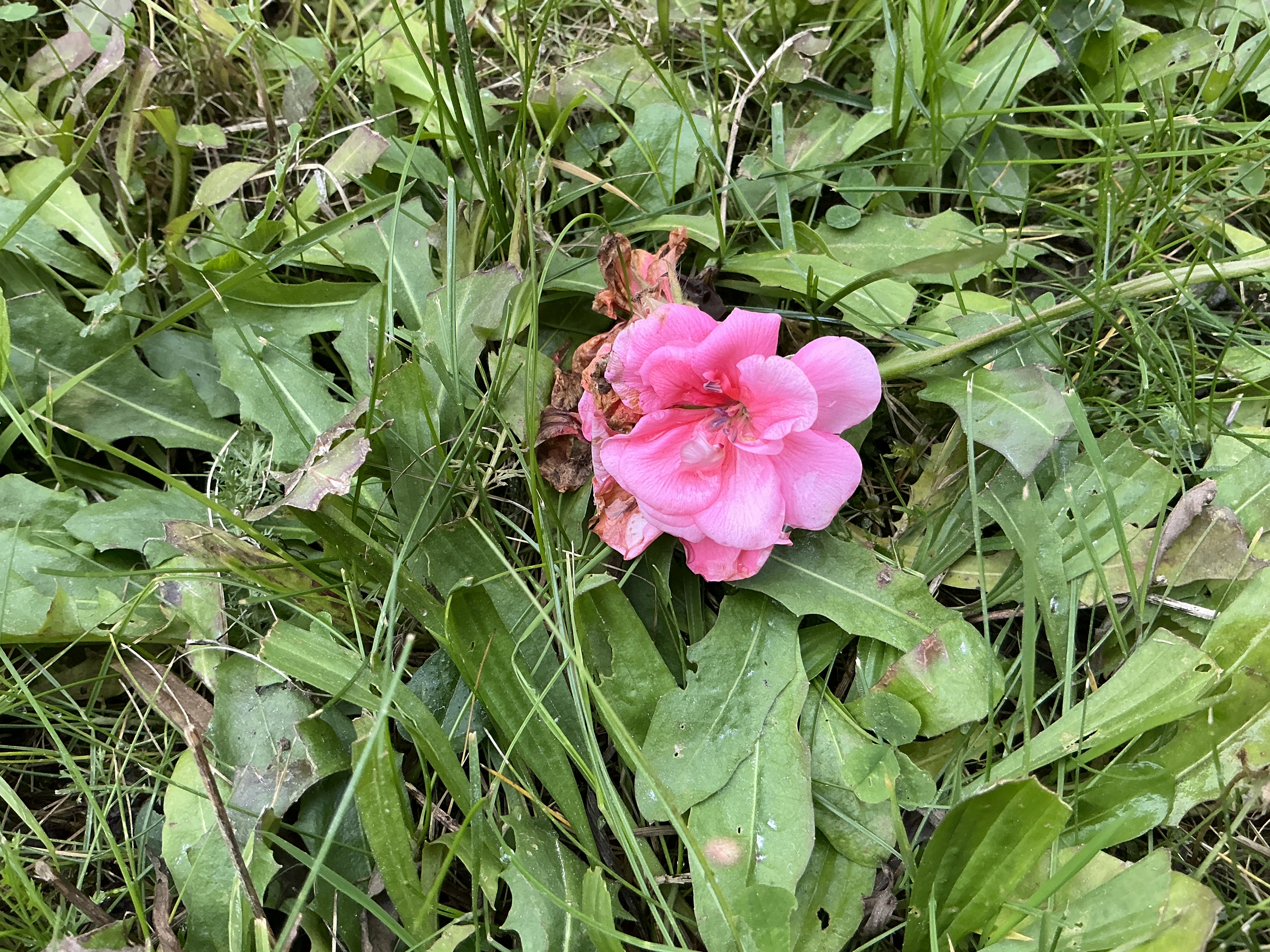 pink flower on green grass