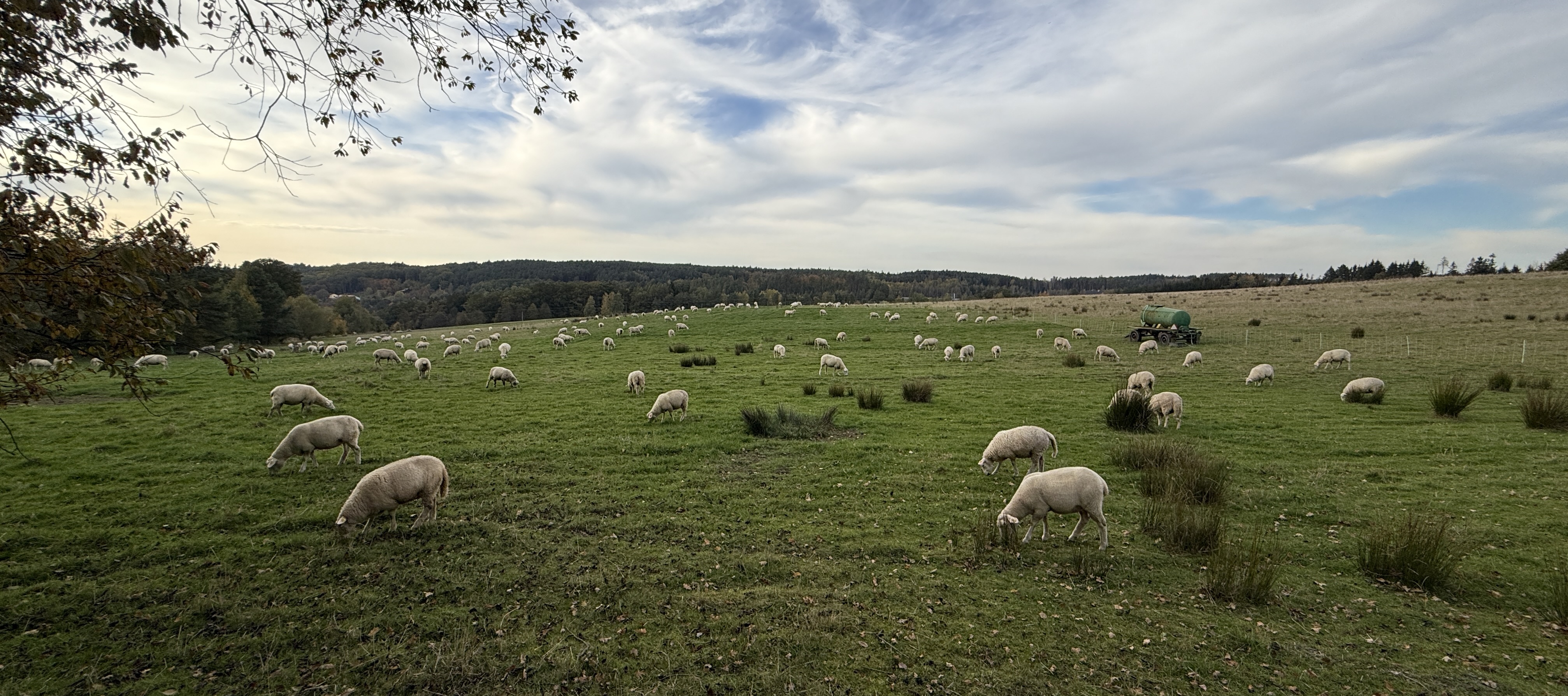 sheep grazing in pasture