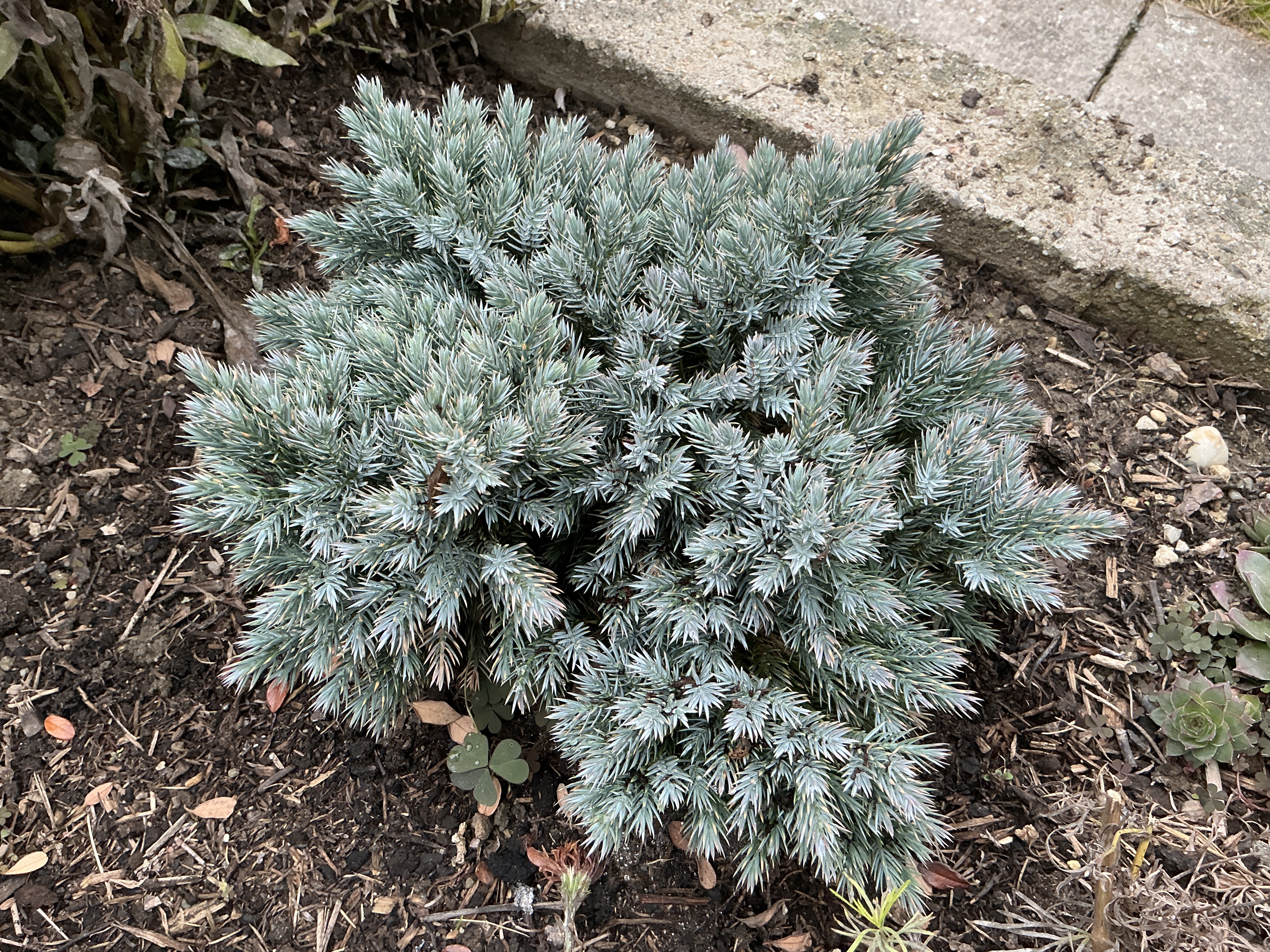 small evergreen shrub in garden