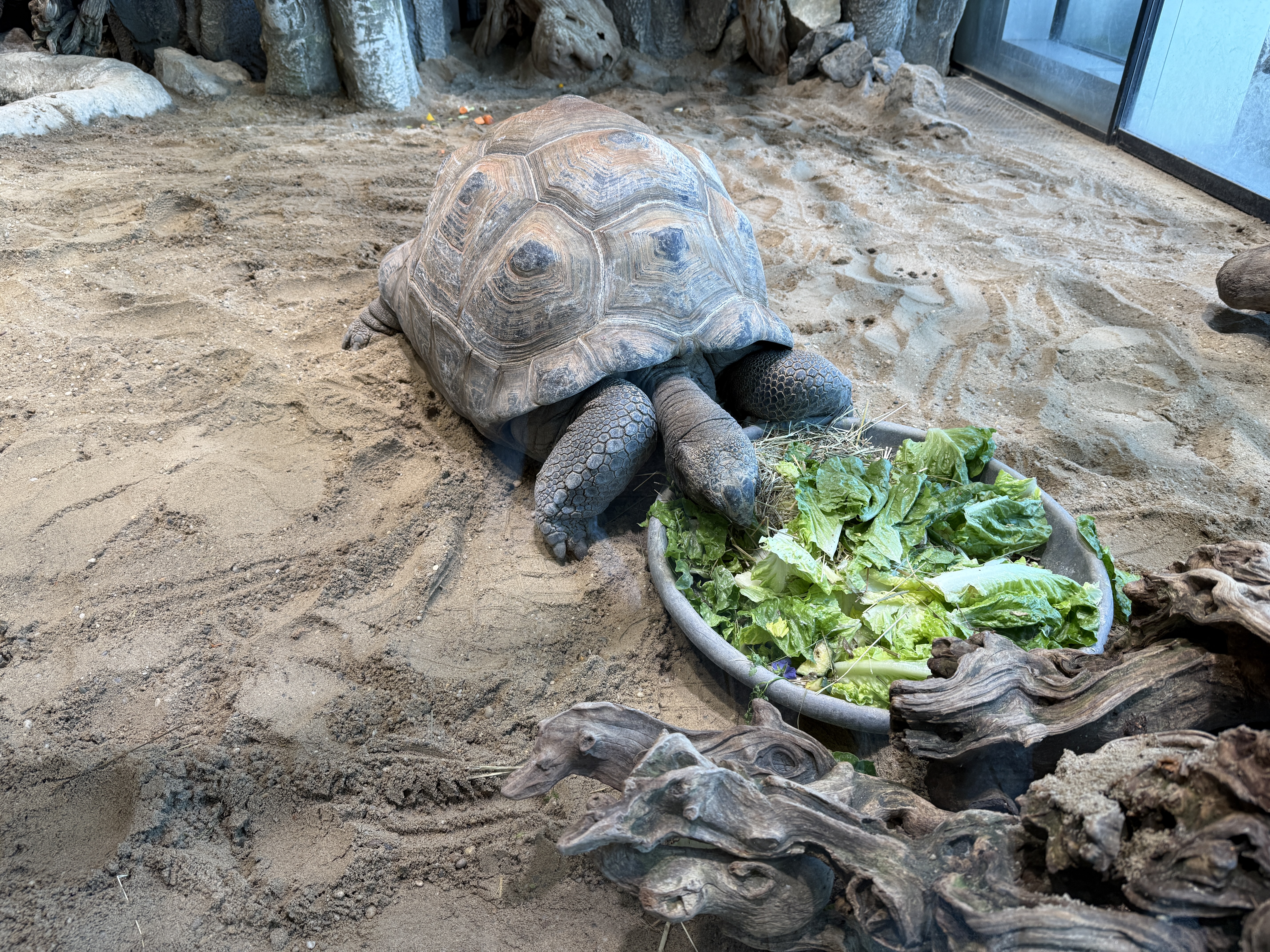 tortoise eating lettuce