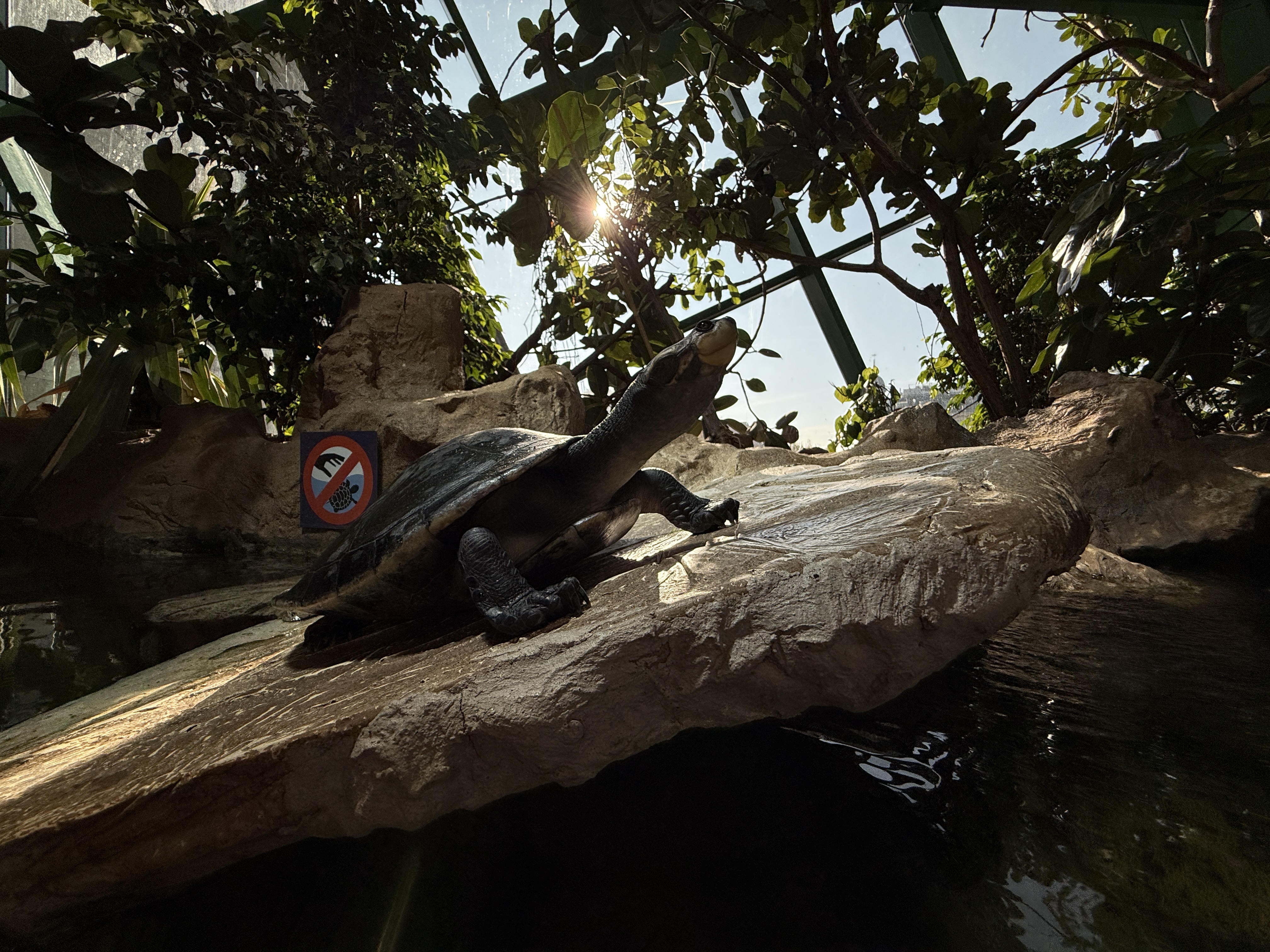 turtle basking sunlight