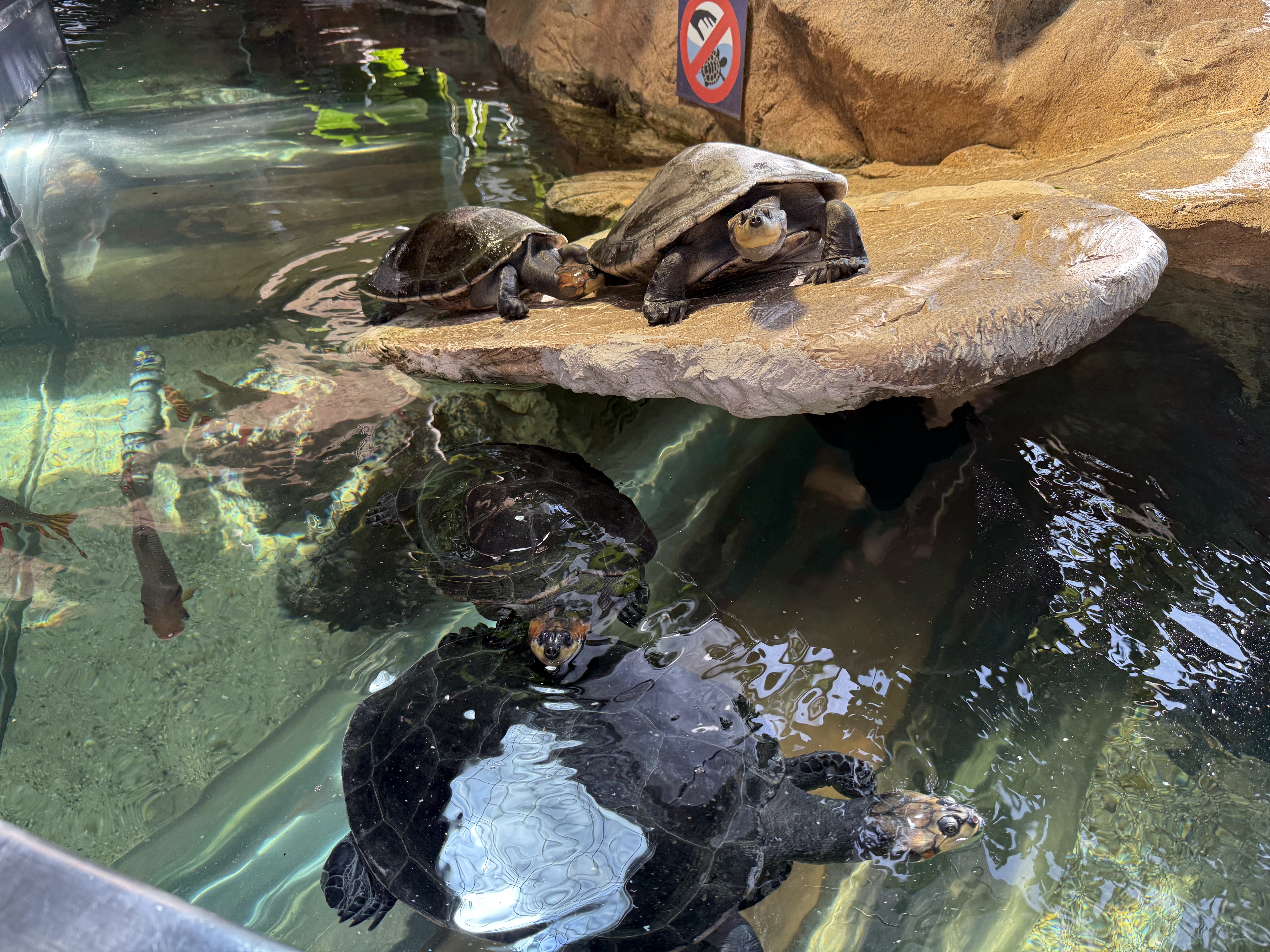 turtles basking water