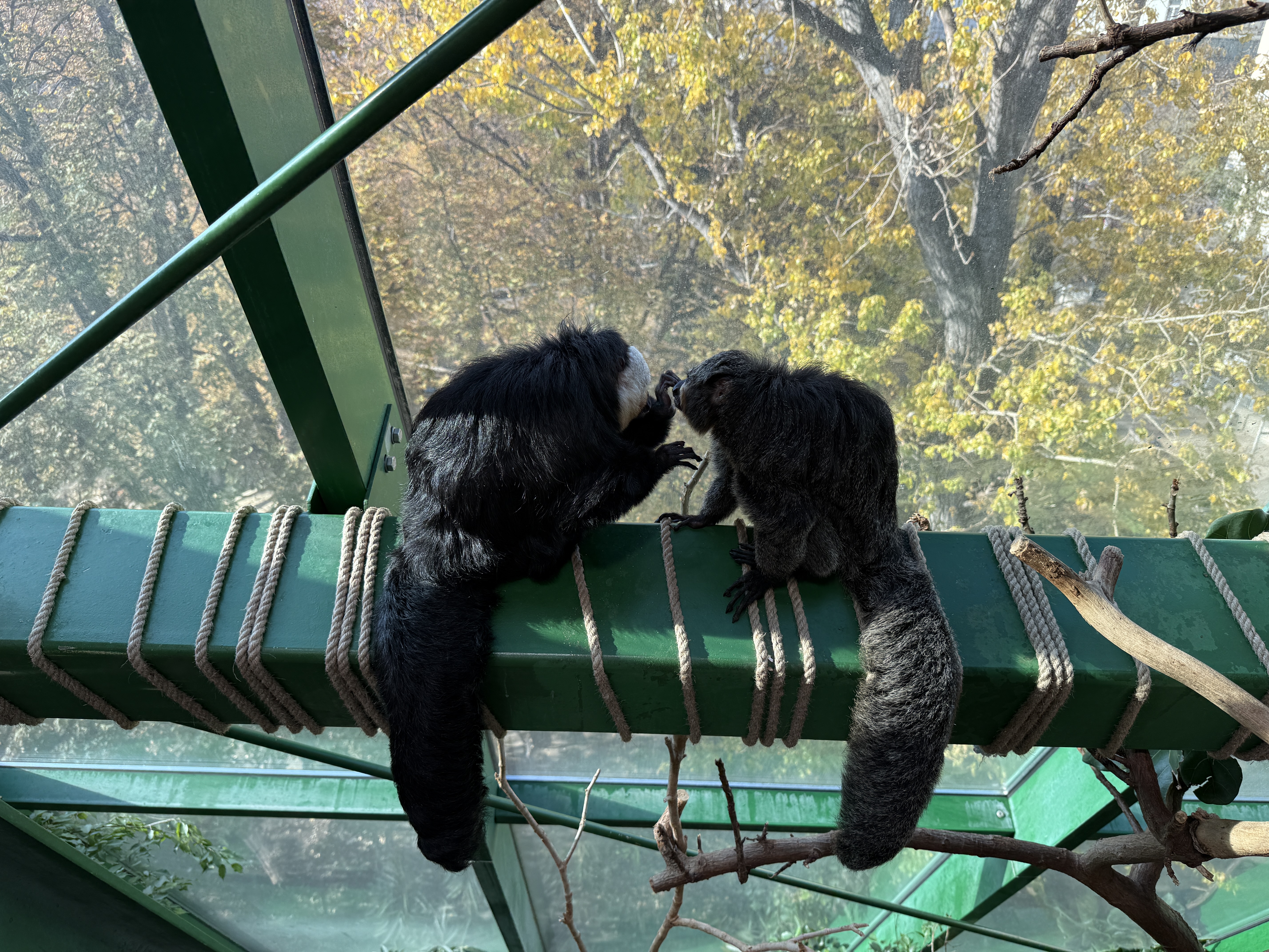 two monkeys on beam