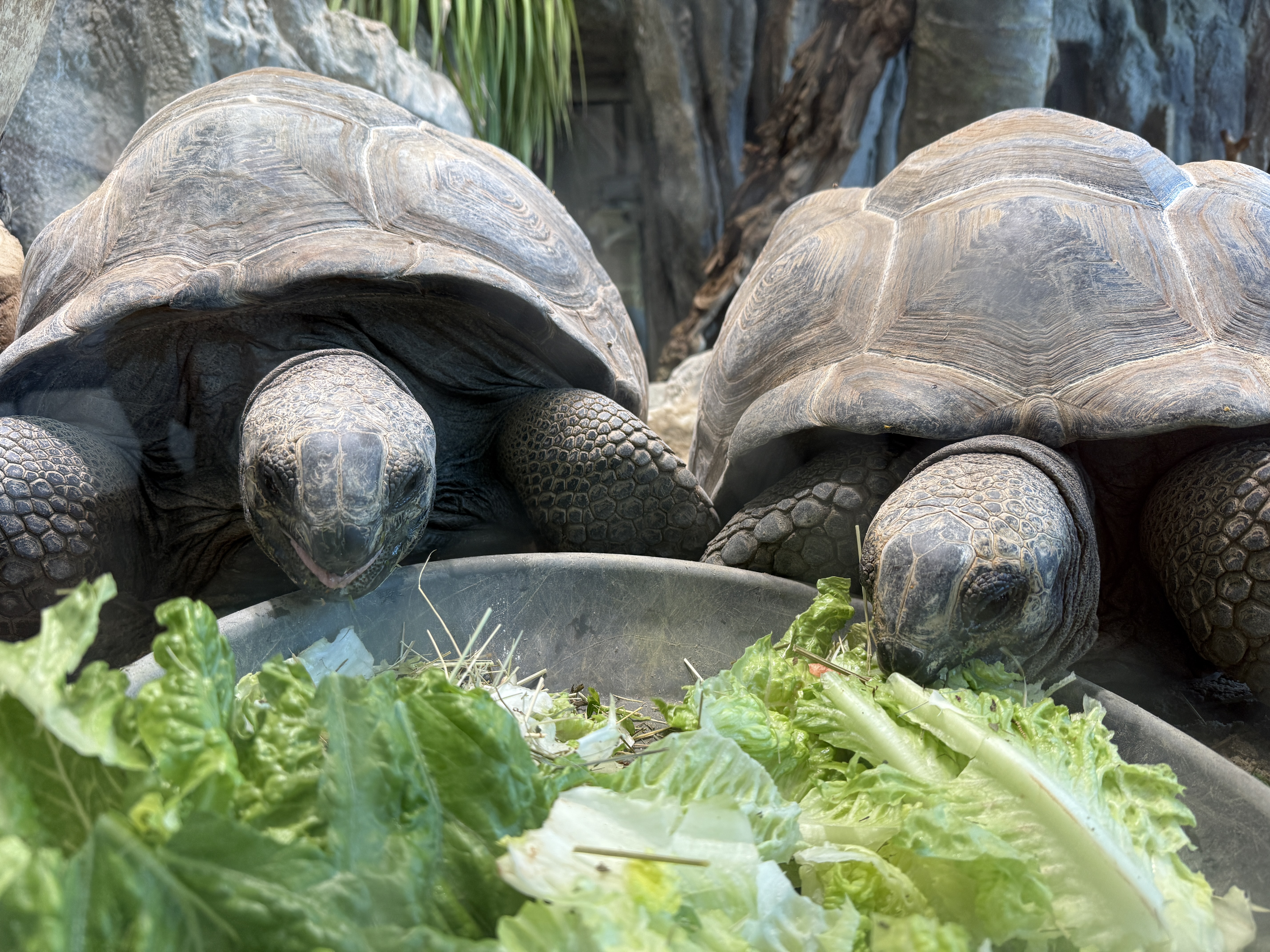 two tortoises eating lettuce