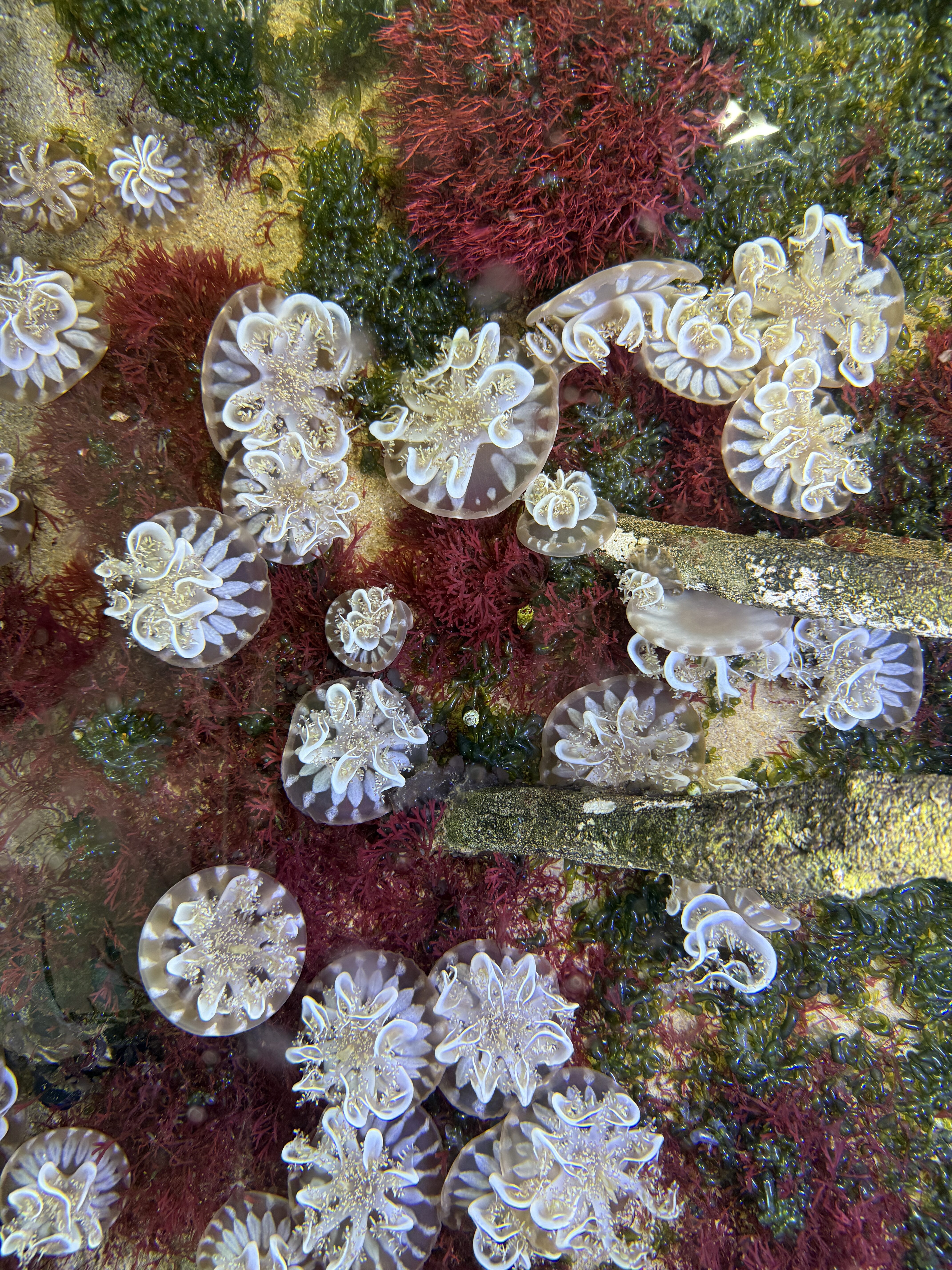 underwater jellyfish and seaweed