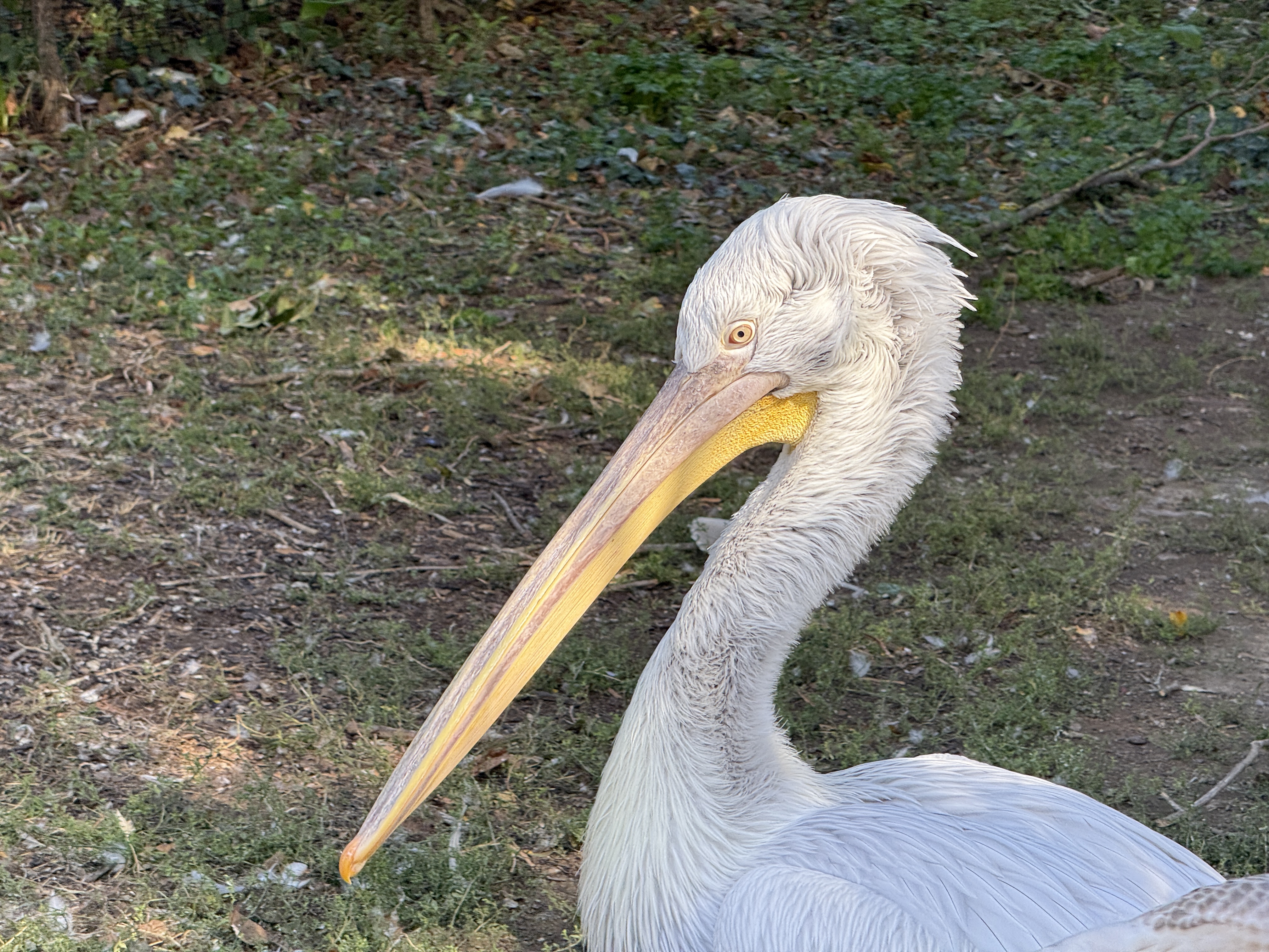white pelican on grass