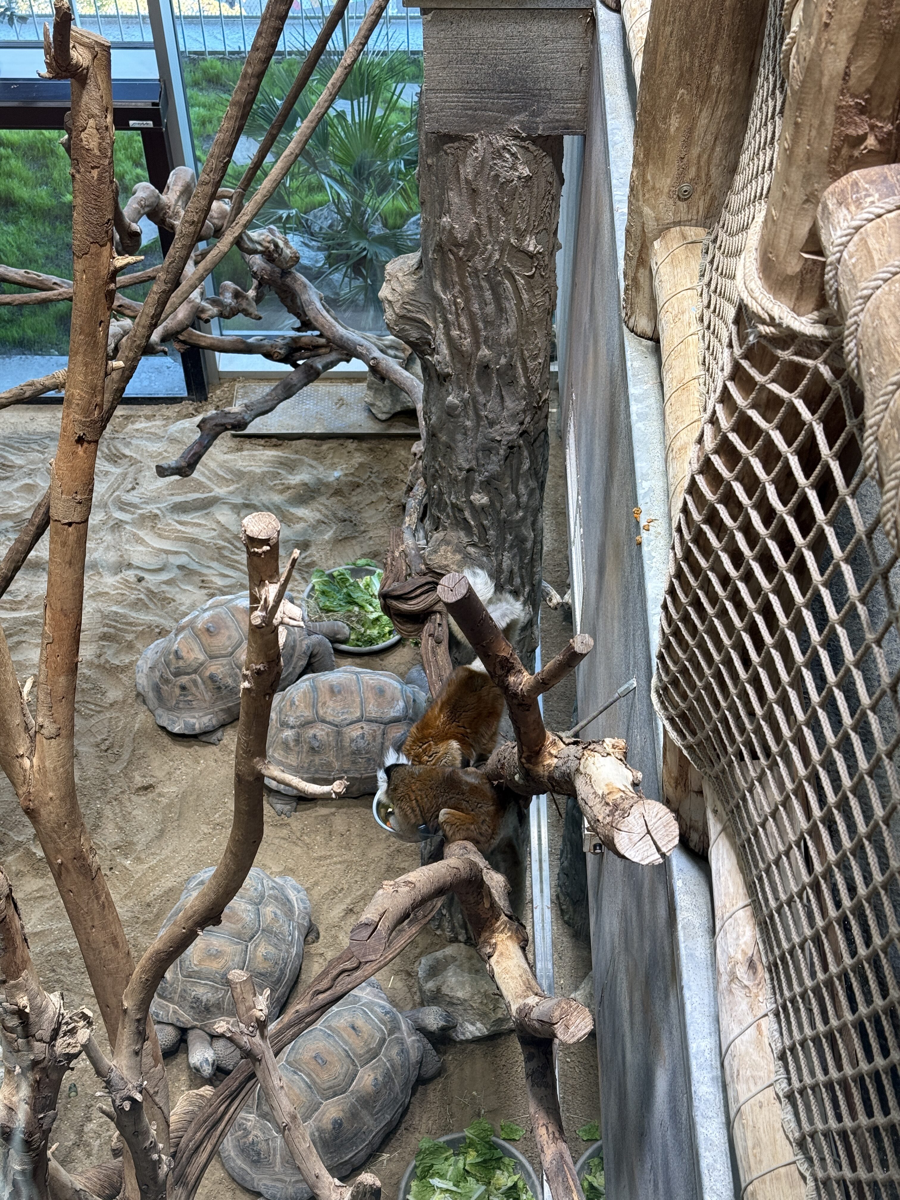 zoo enclosure with tortoises