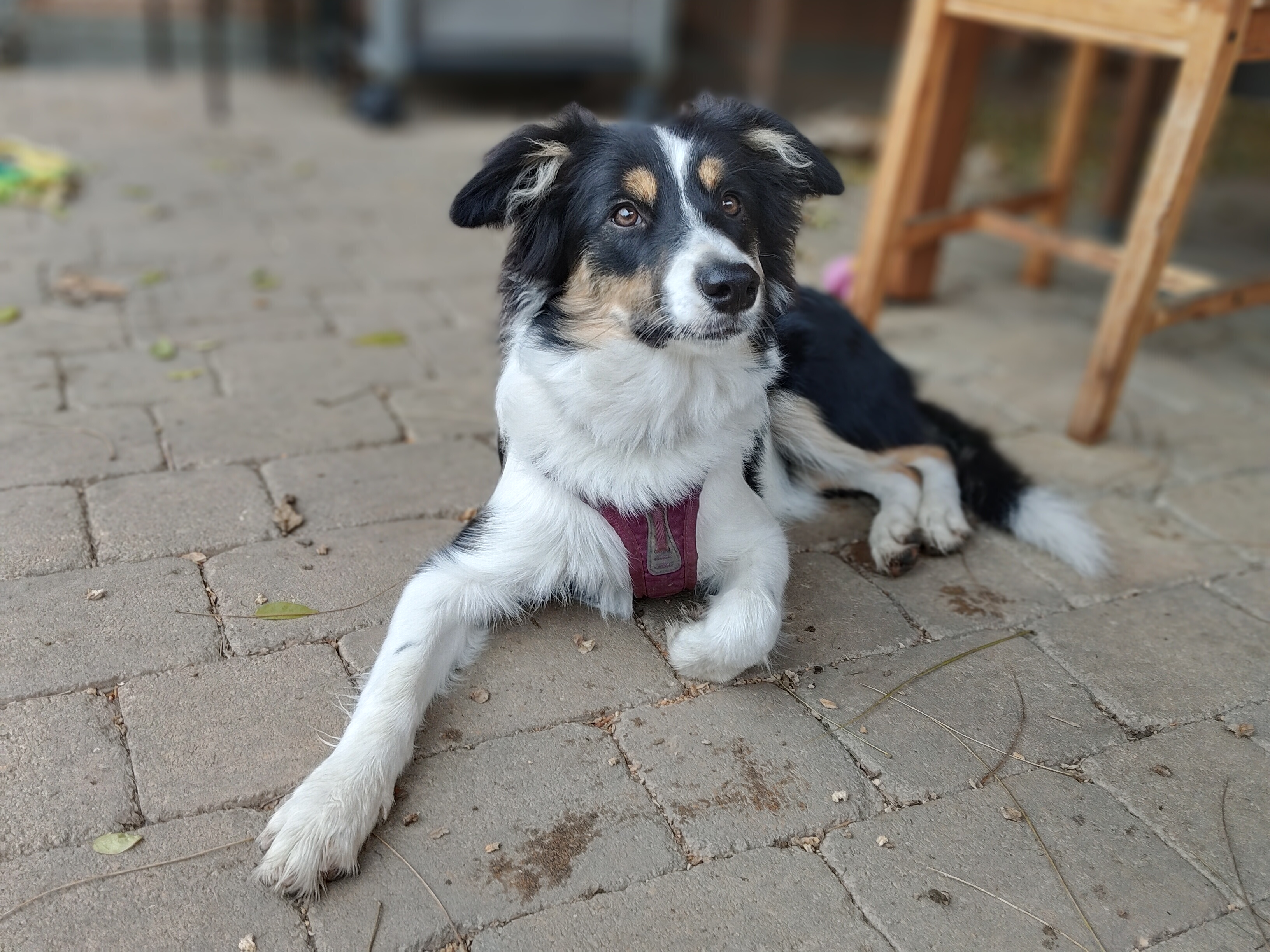 dog lying on patio