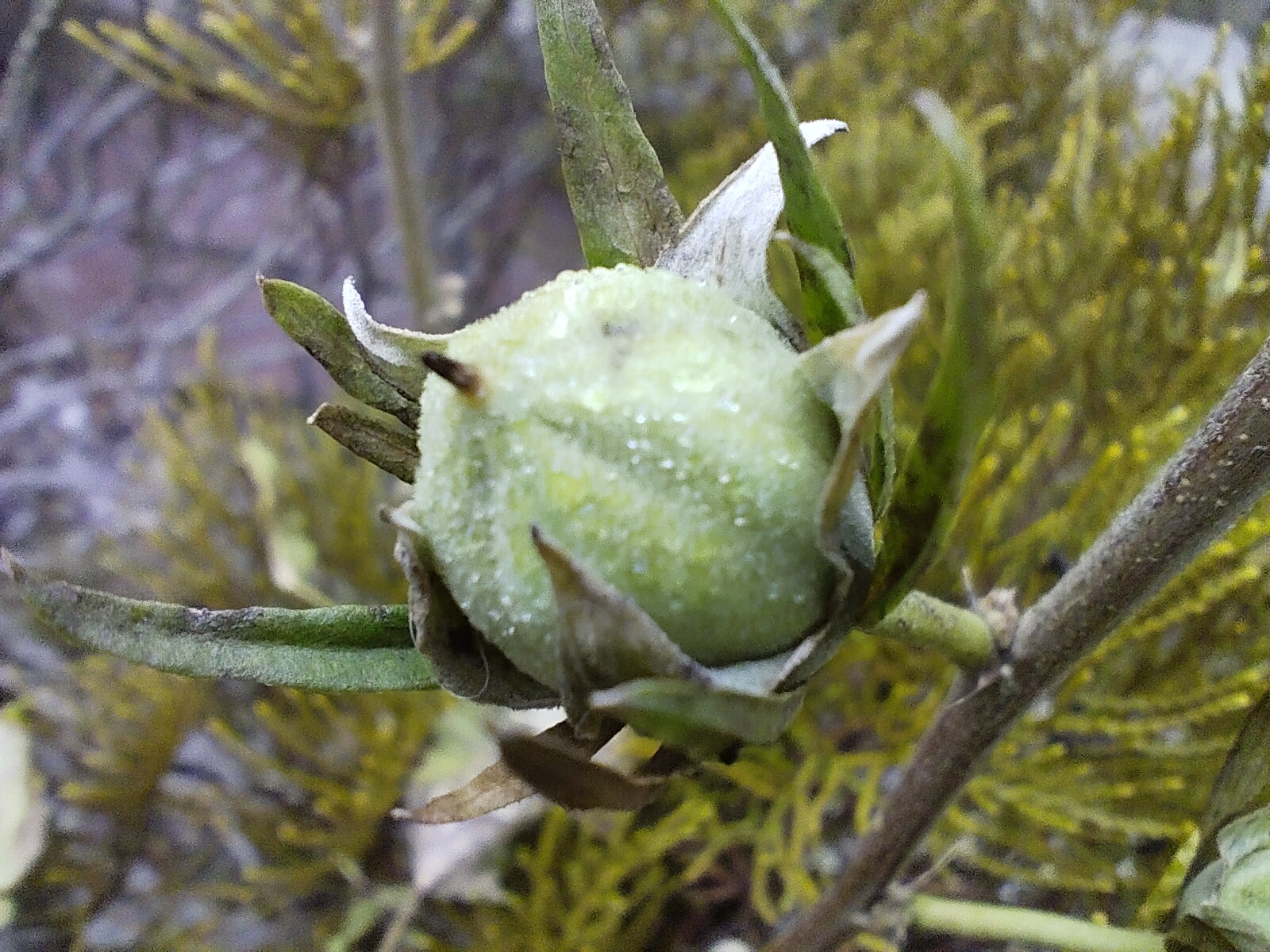green plant closeup