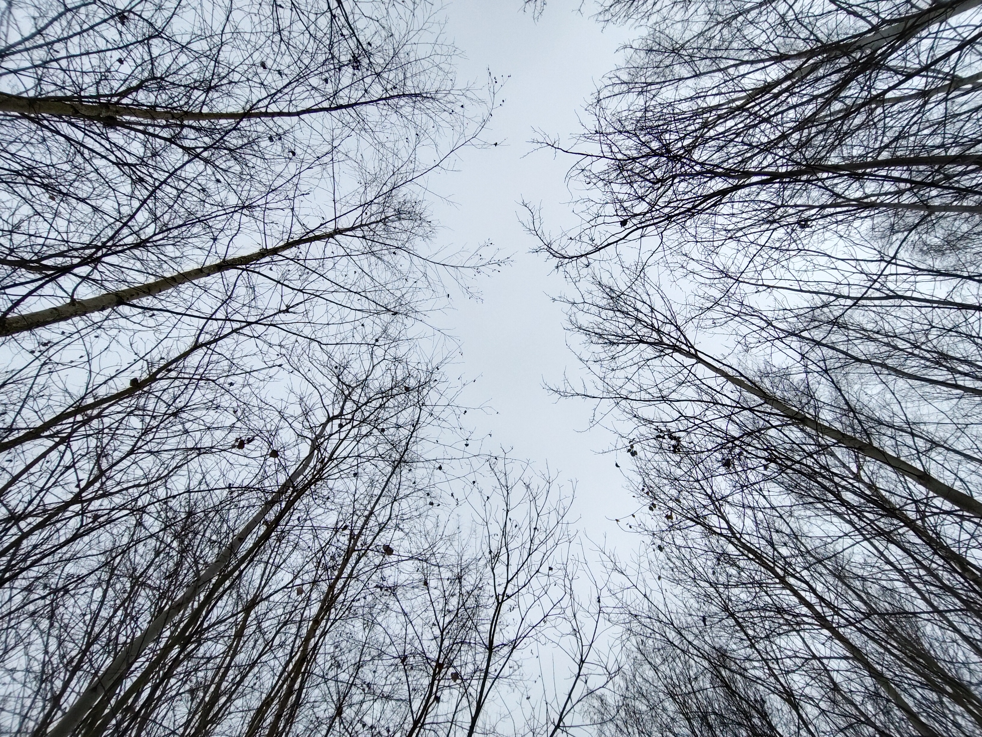 looking up bare trees